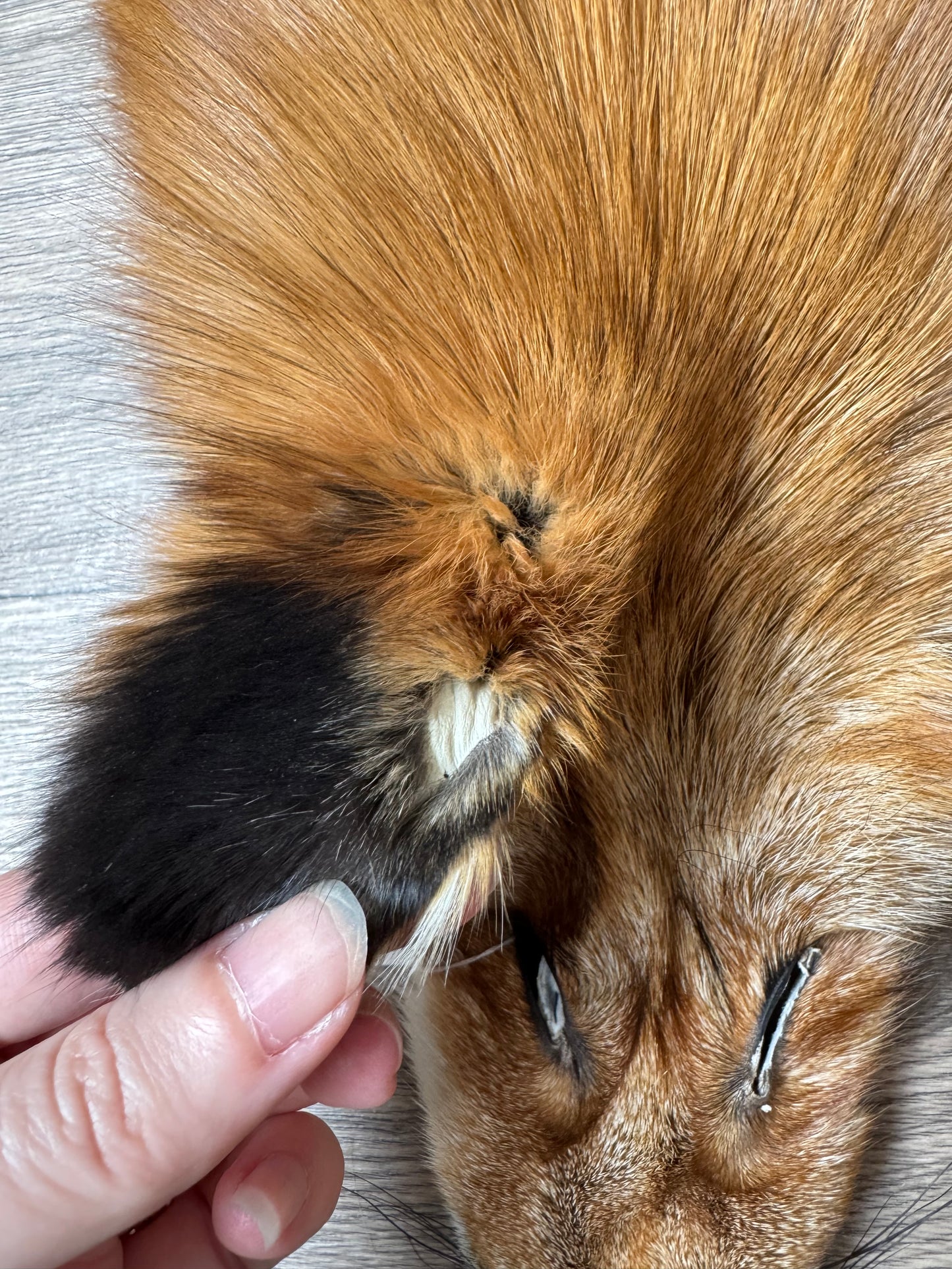 Gold fox pelt (5)
