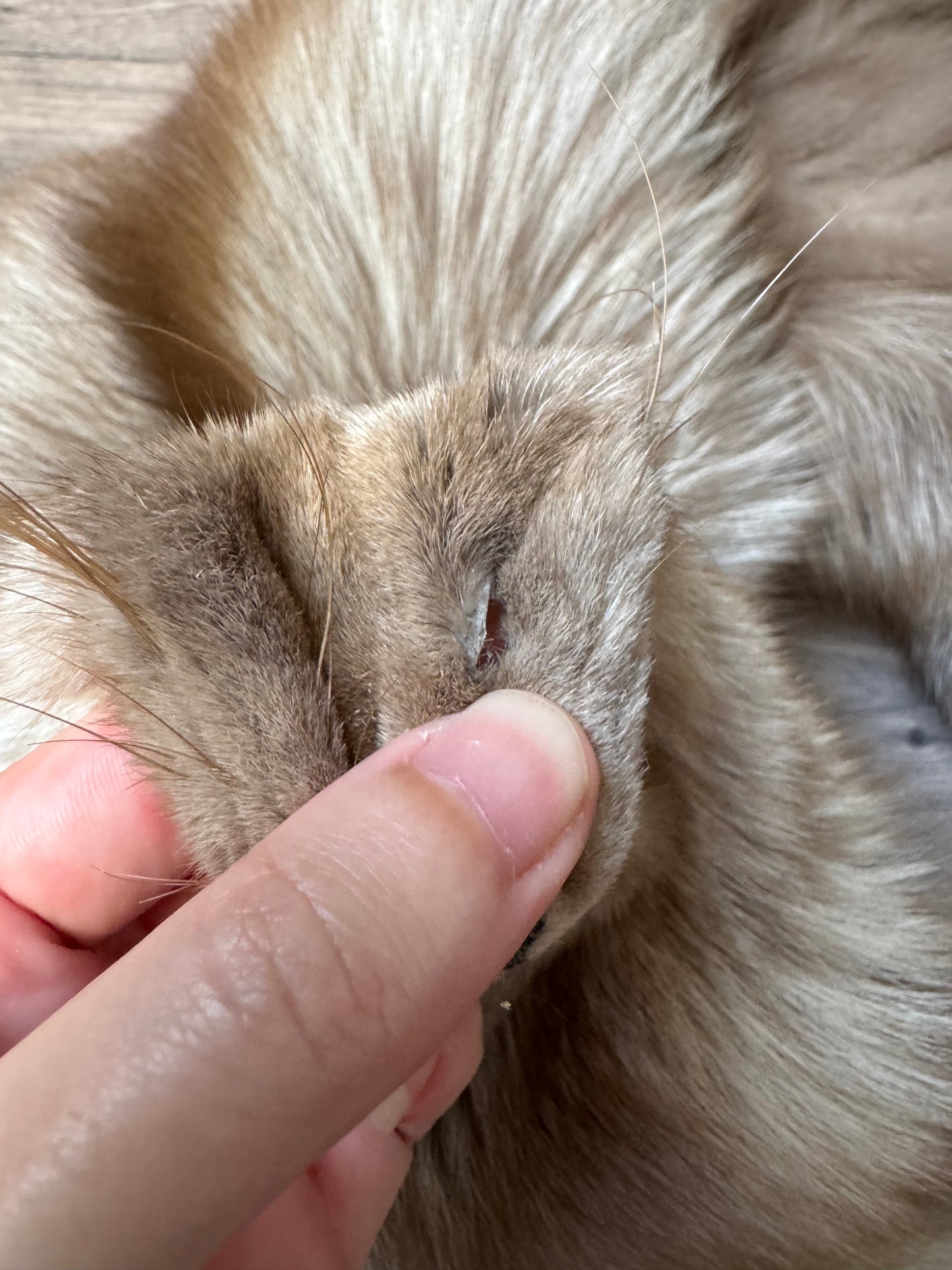 Polish Pastel fox pelt (14)