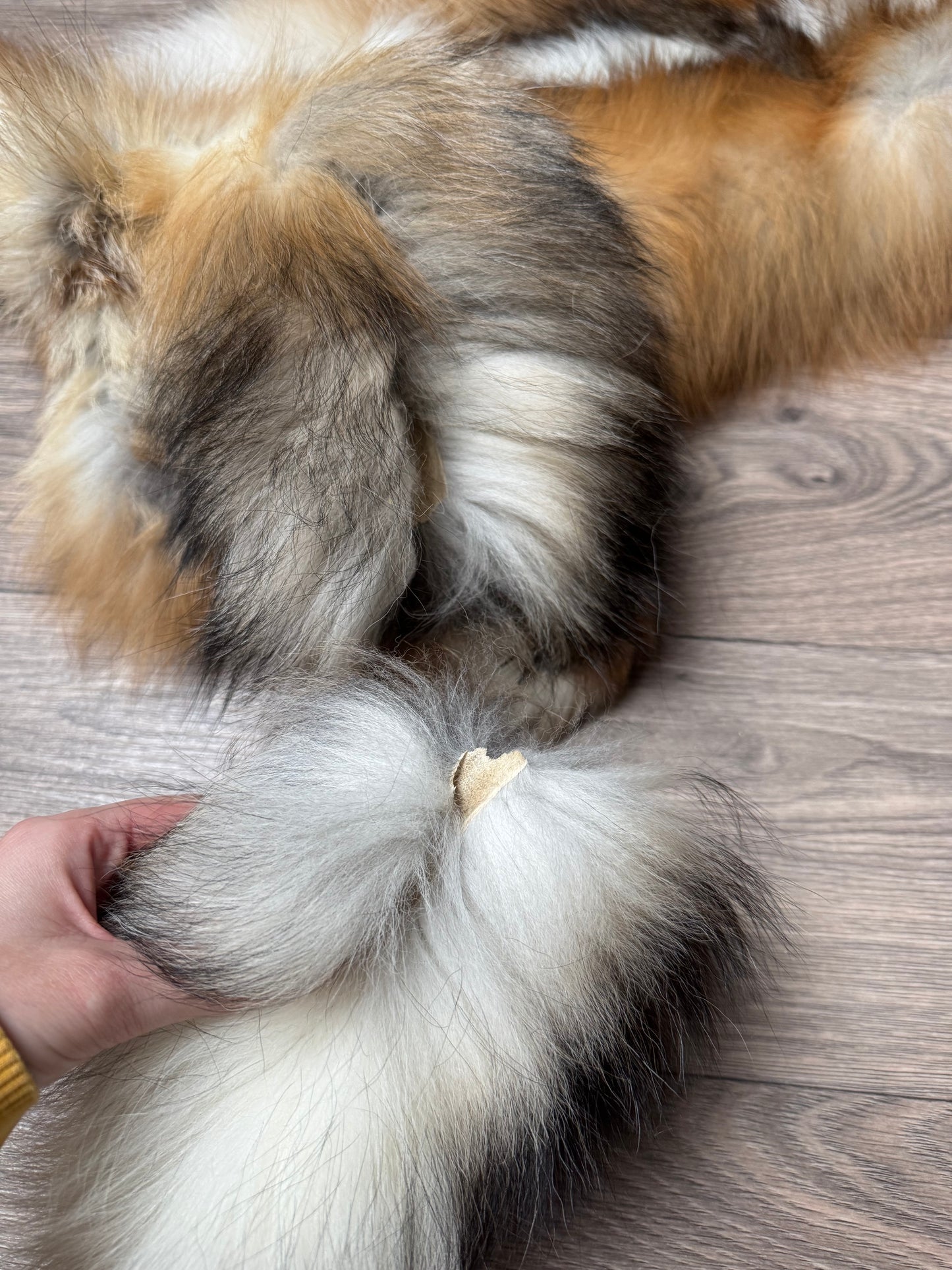 Male Gold Ringneck fox mountable pelt (tag 40)