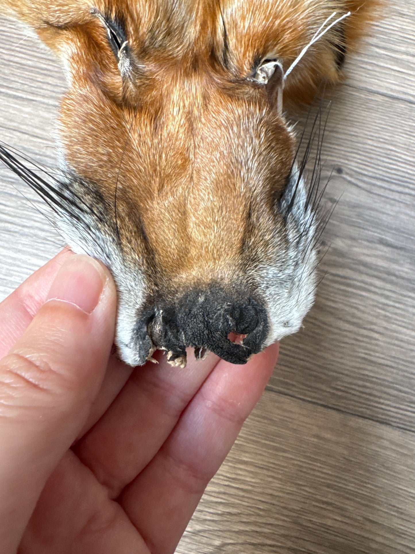 Gold fox pelt (47)