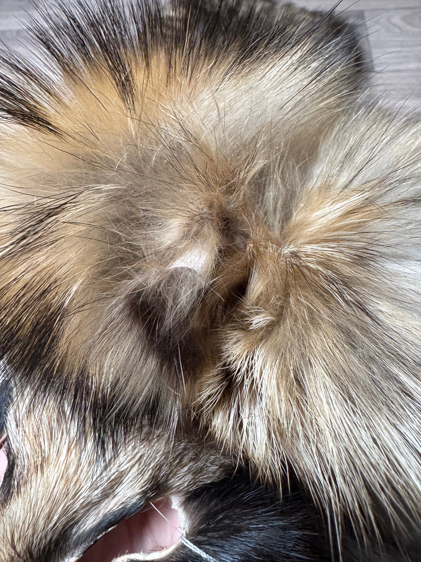 Tanuki pelt (3)