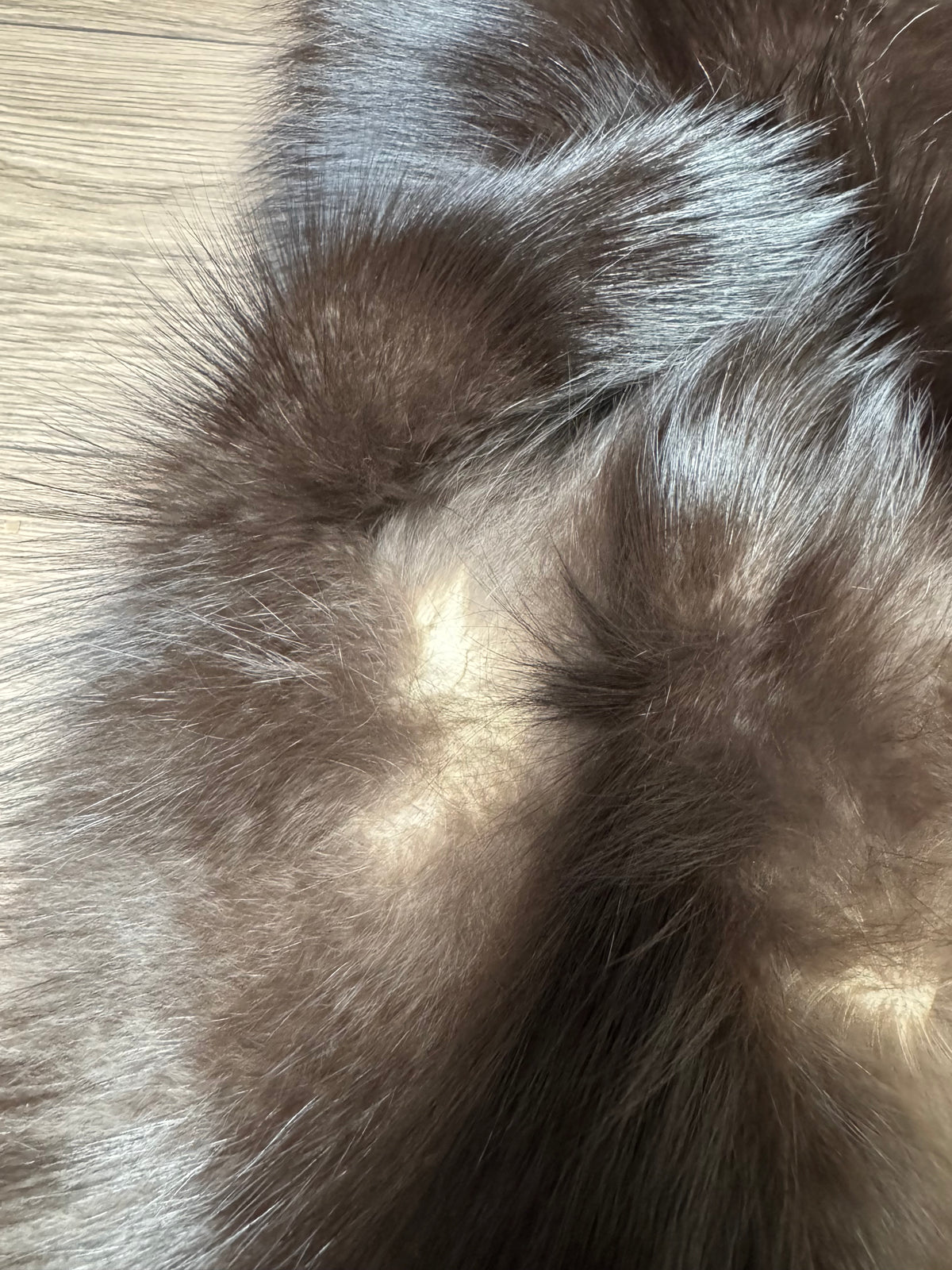 Silver fox pelt (5)