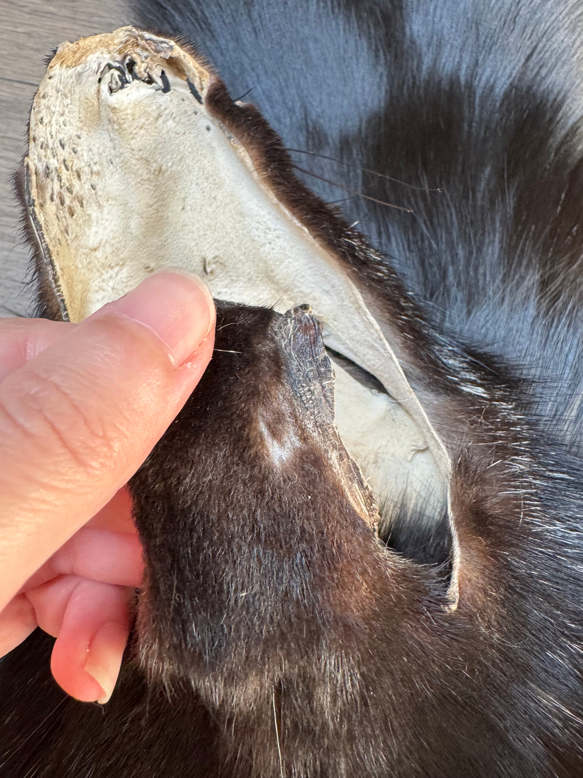 Silver fox pelt (21)