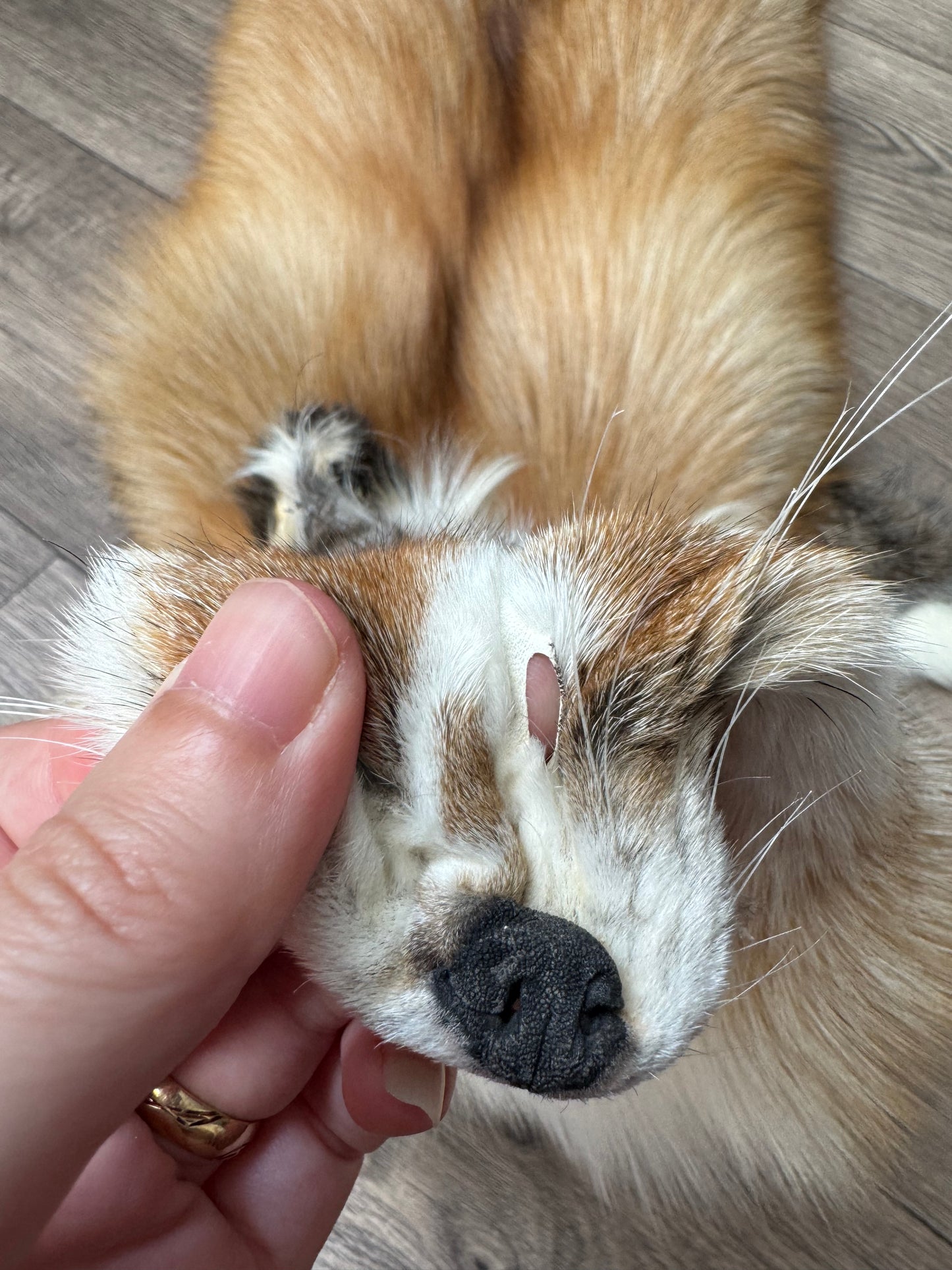 Gold Ringneck fox pelt (2)