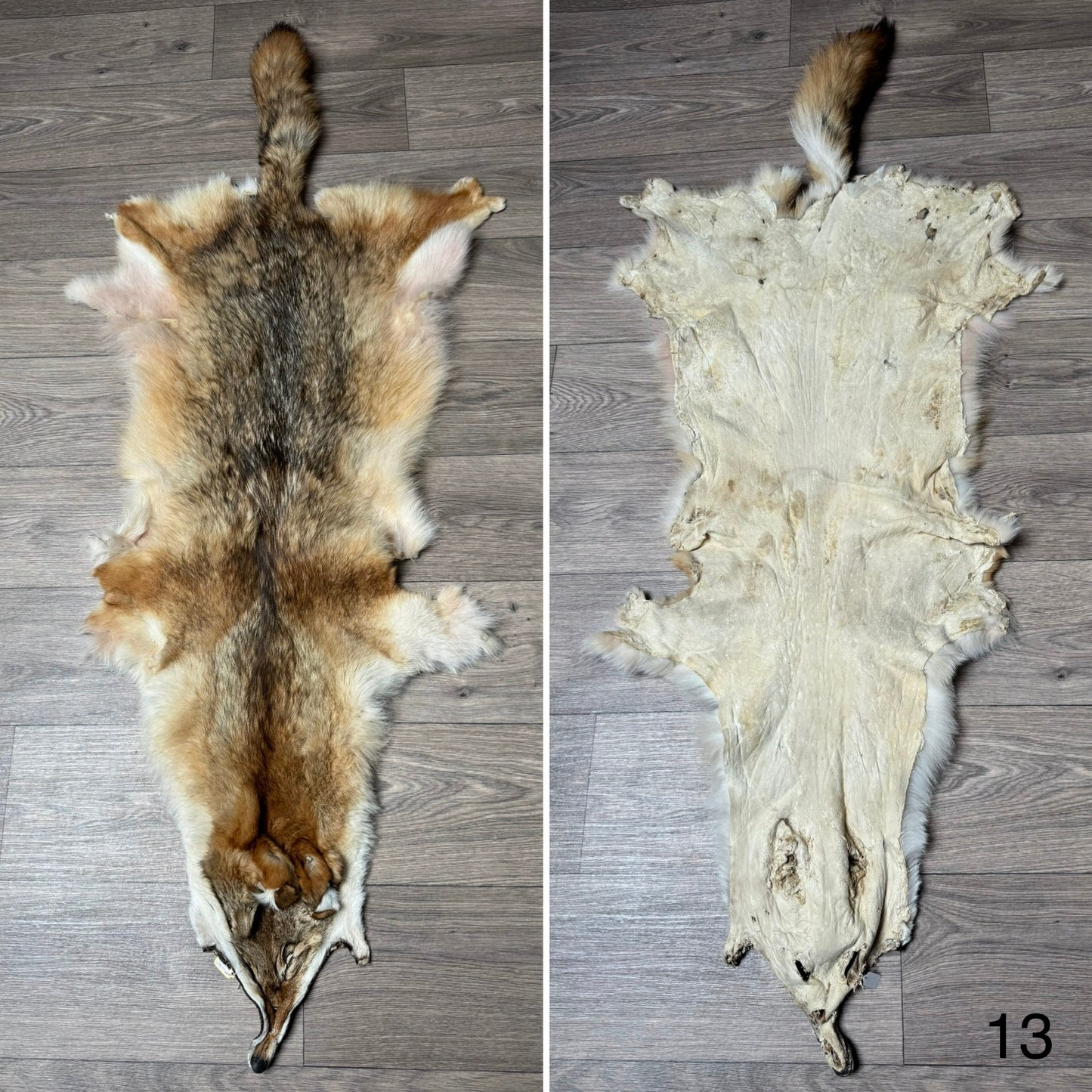 Coyote pelt (13)