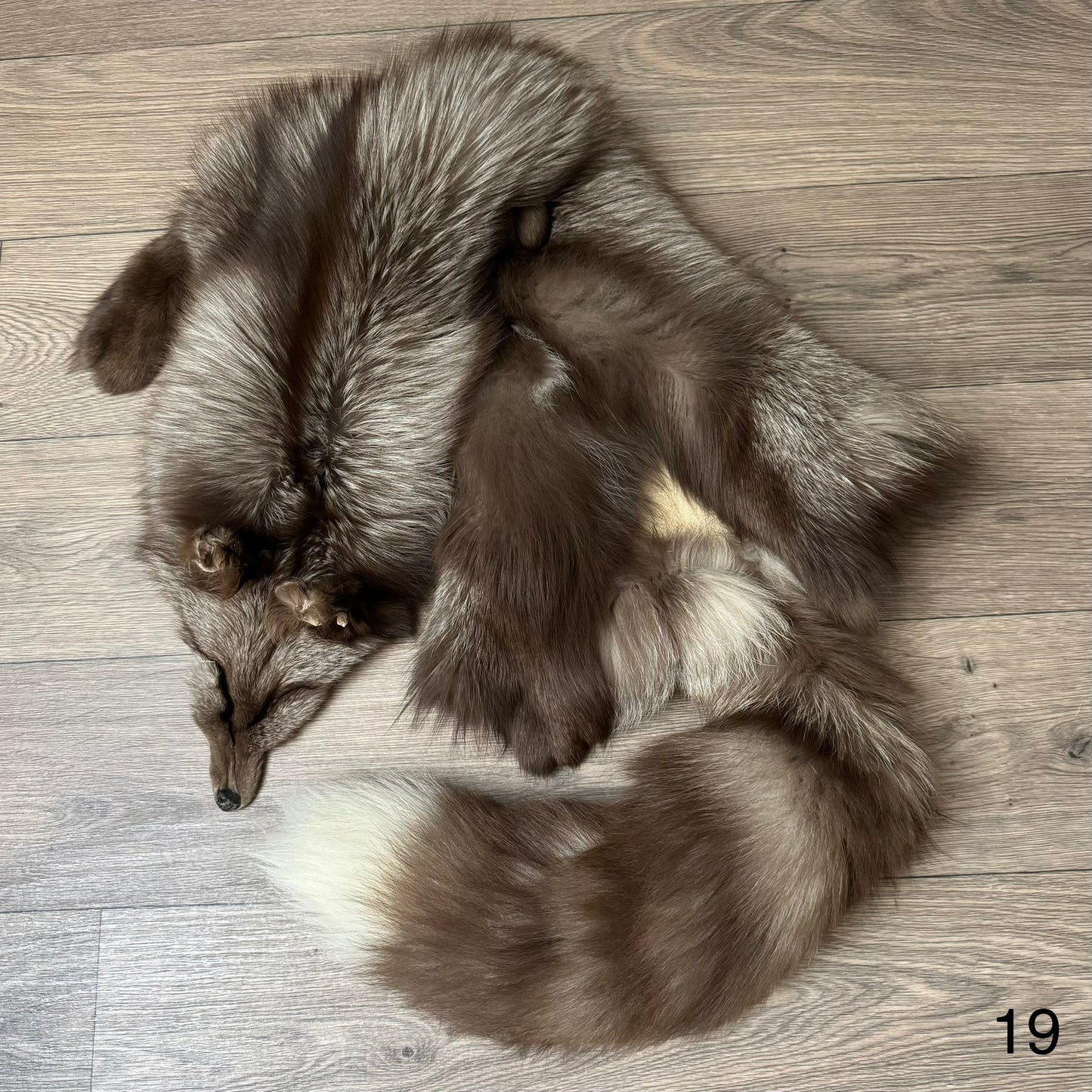 Polish Pastel fox pelt (19)