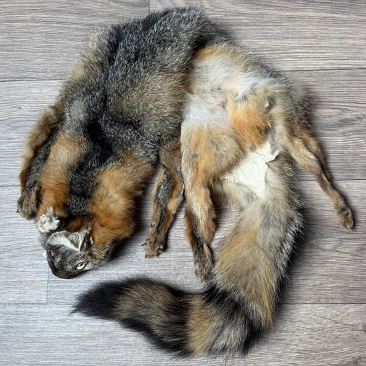 Male grey fox mountable pelt (12)