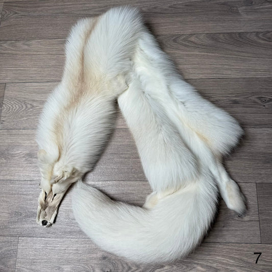 Fawn Light fox pelt (7)