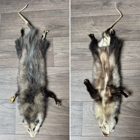 Female opossum mountable pelt (5)