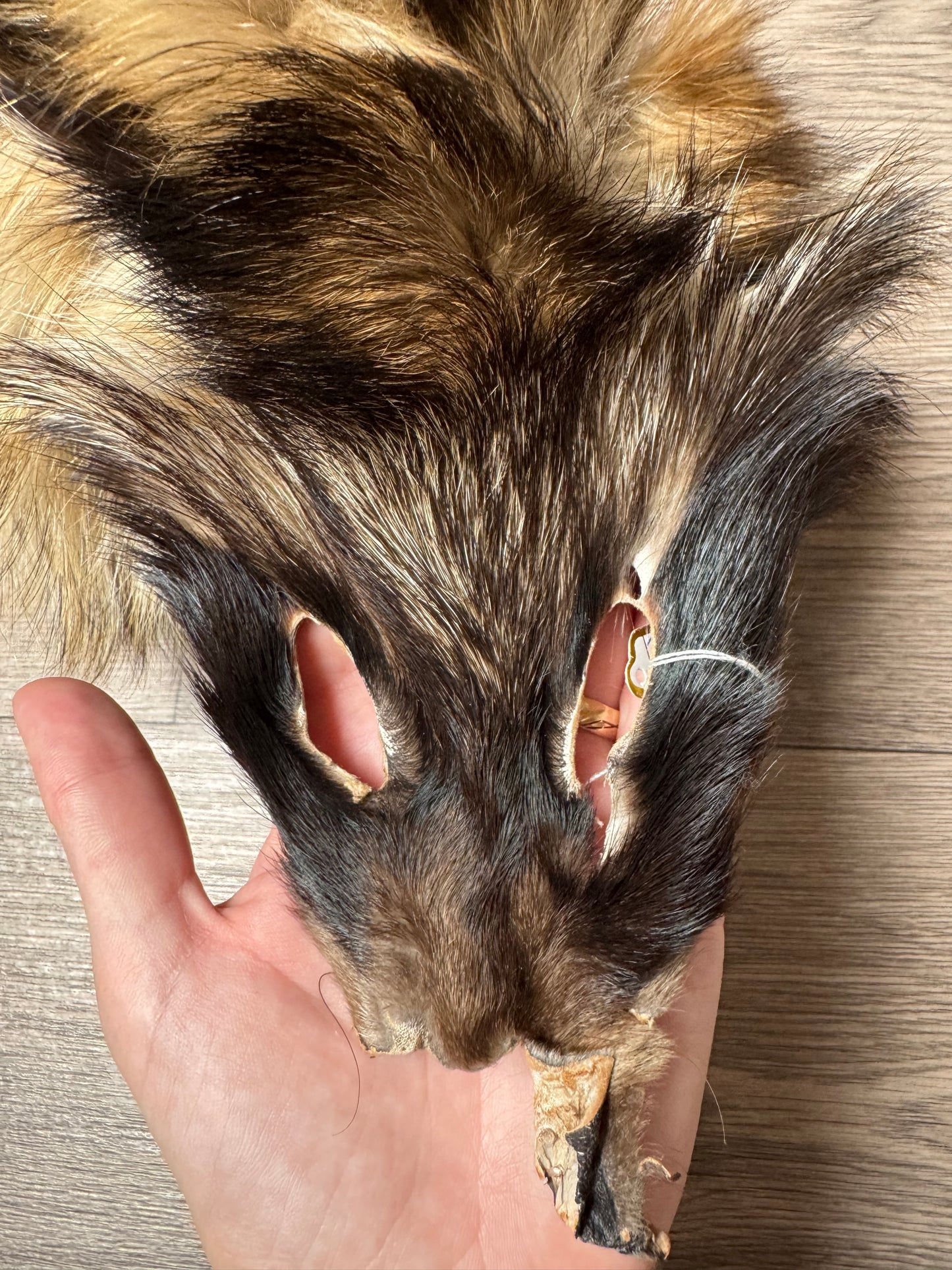Tanuki pelt (9)
