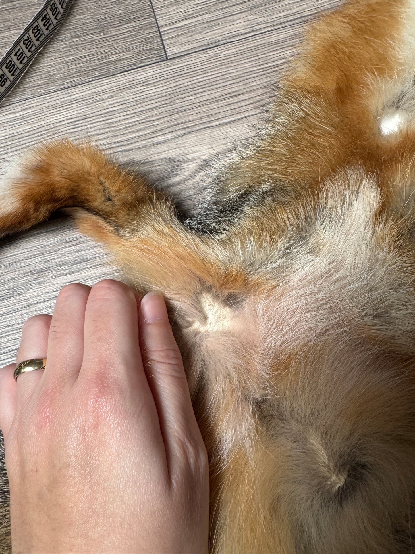 Male grey fox mountable pelt (13)