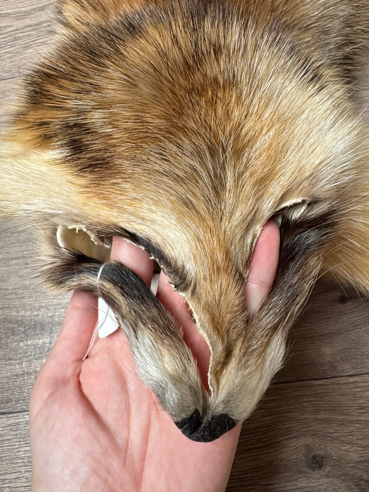 Arctic tanuki pelt (7)
