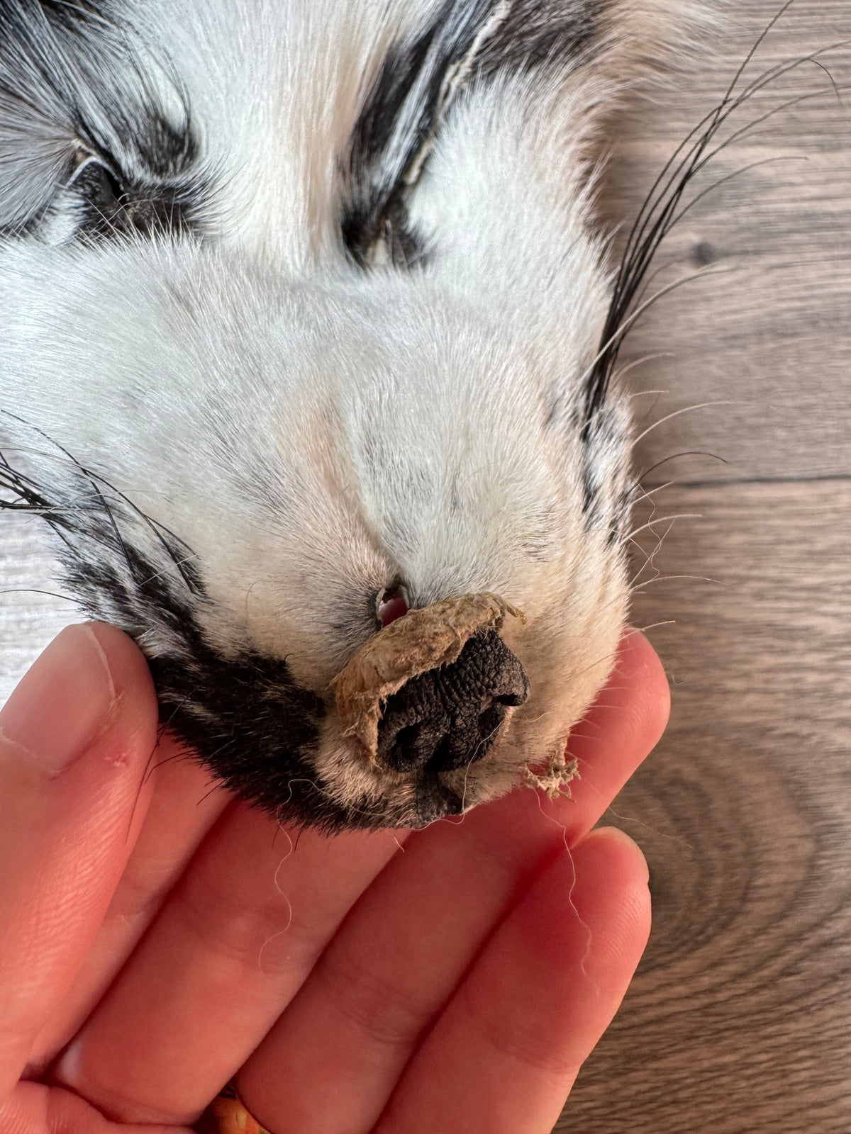 Arctic Marble fox pelt (14)