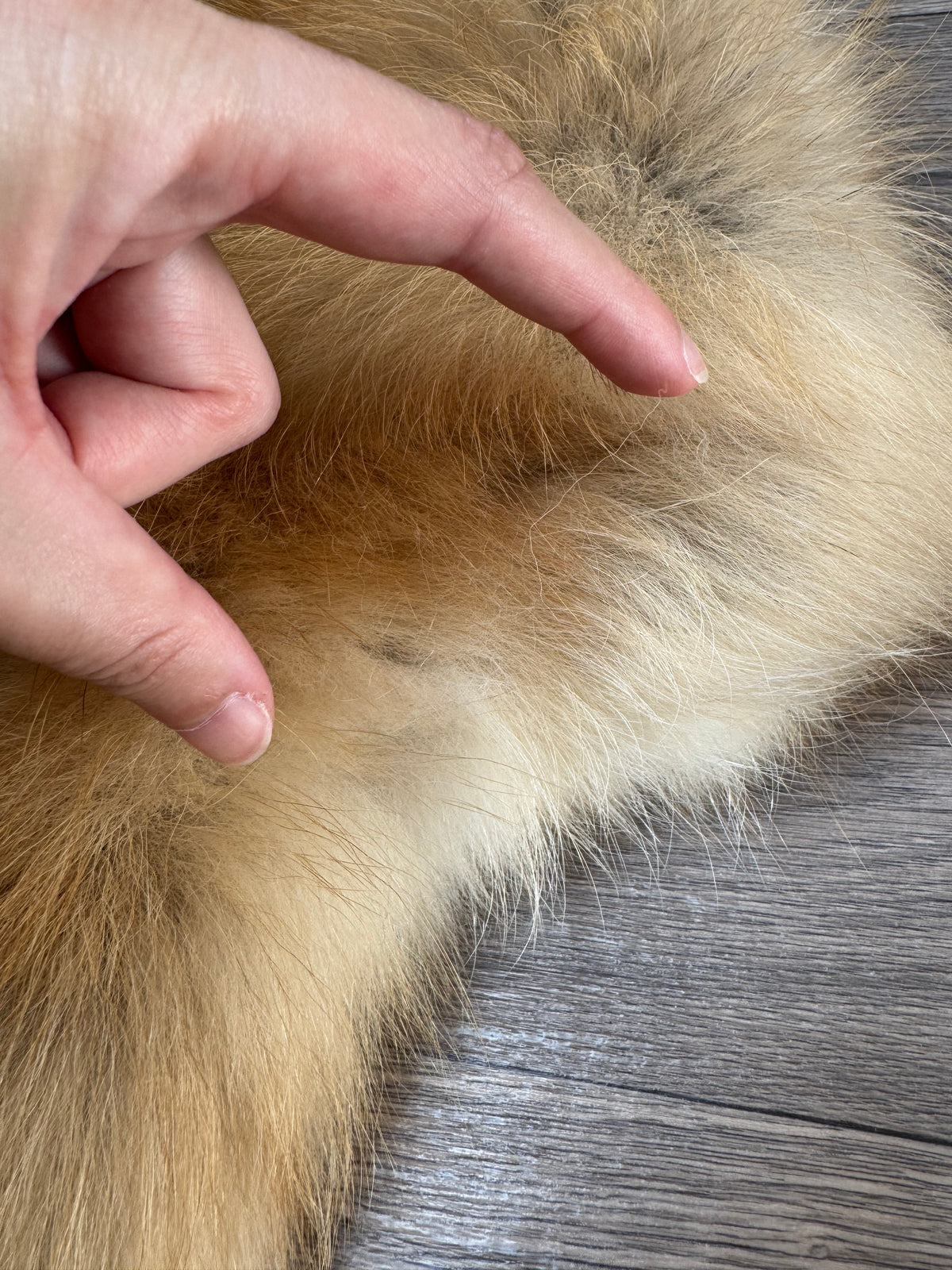 Arctic tanuki pelt (10)