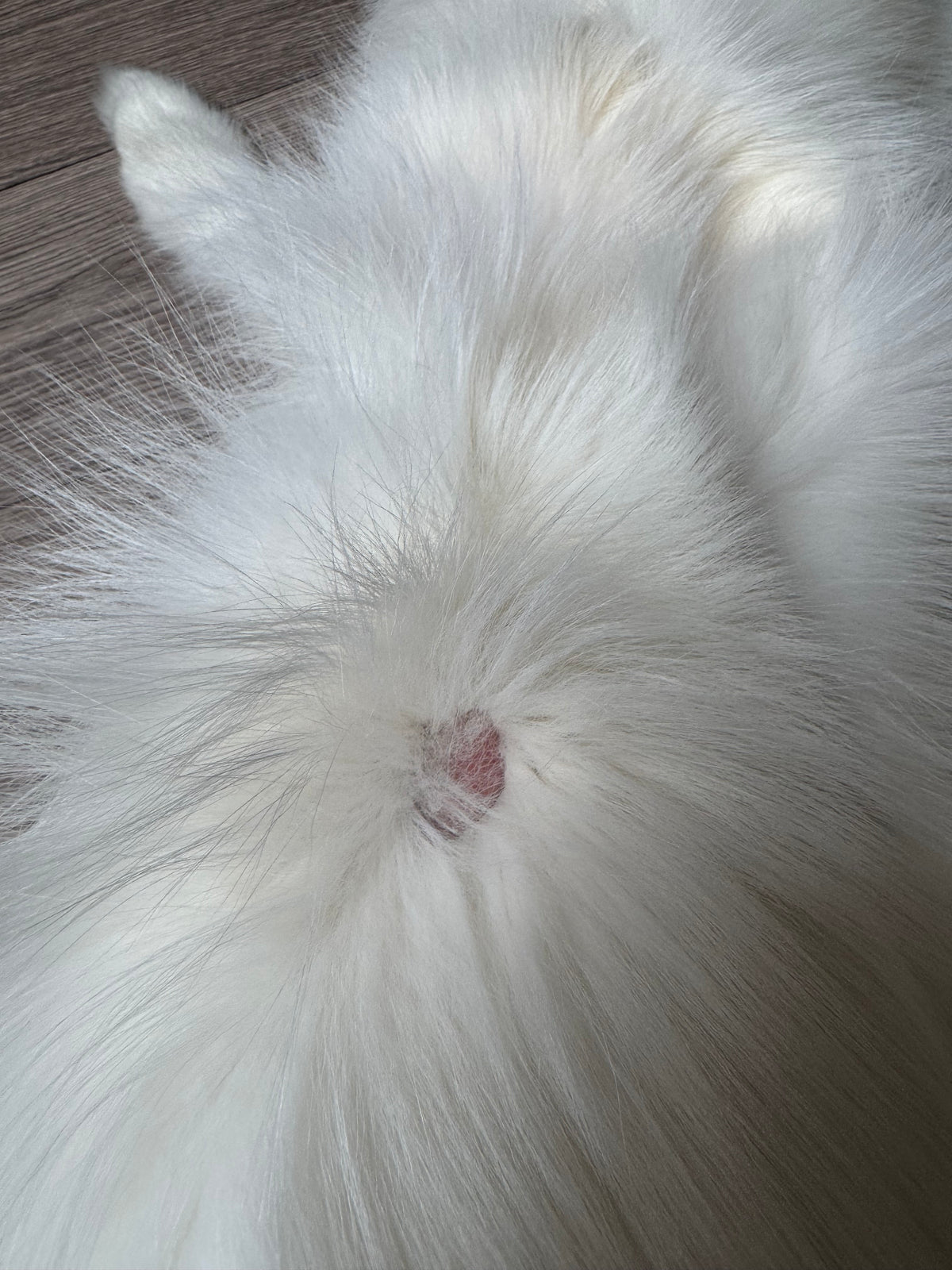 Arctic Marble fox pelt (28)