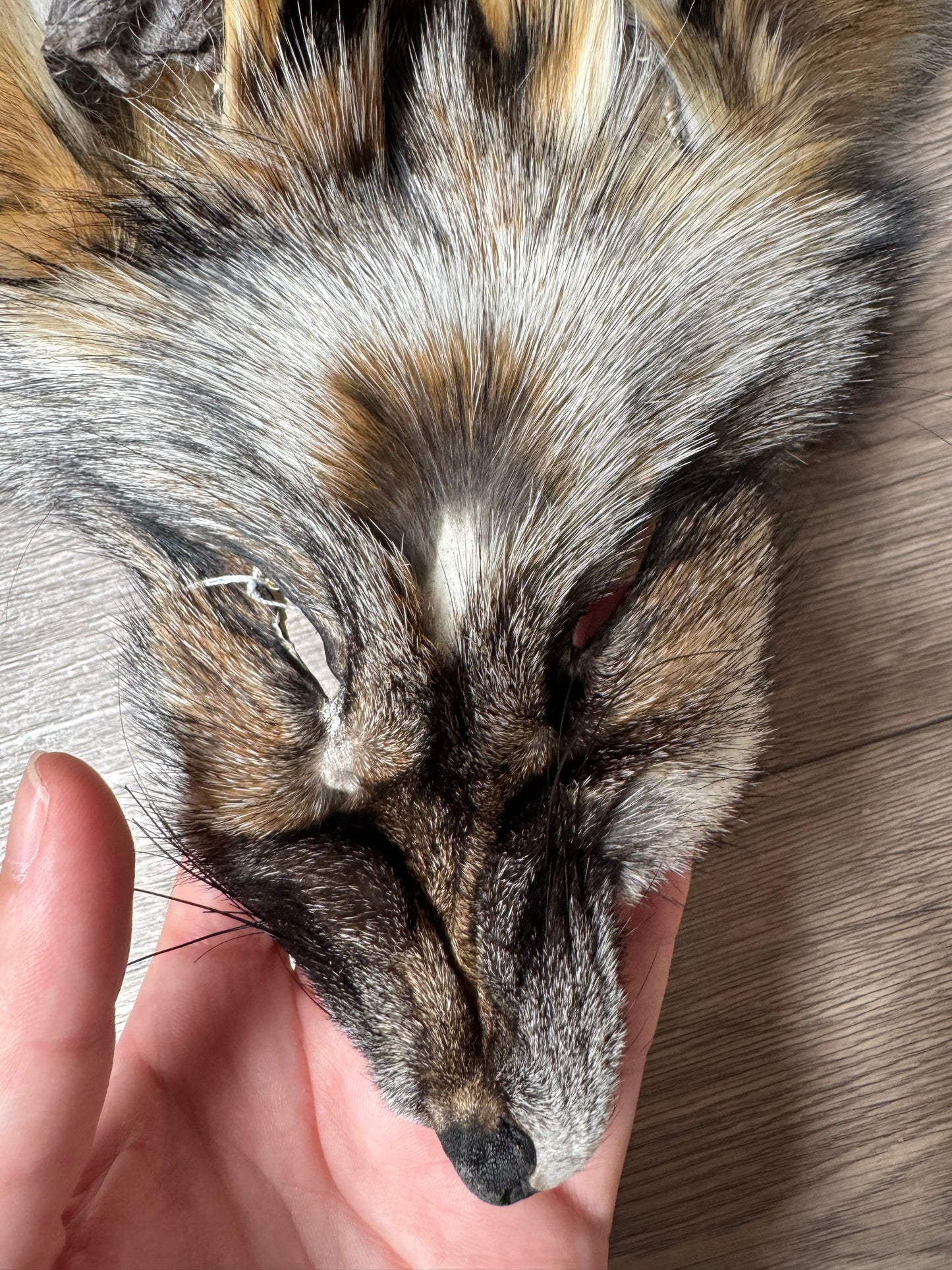Smokey fox pelt (6)