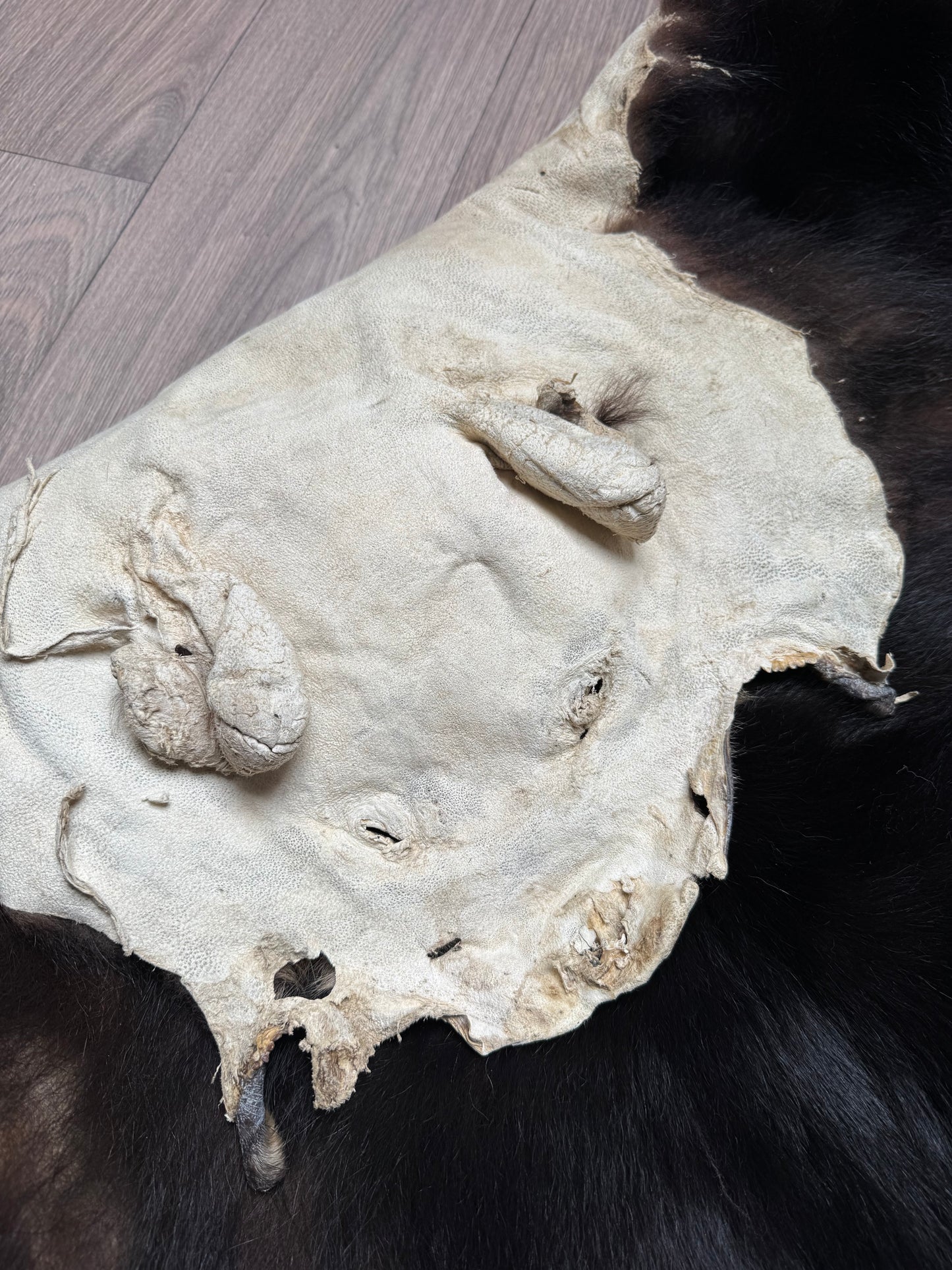 Black bear hide (1)