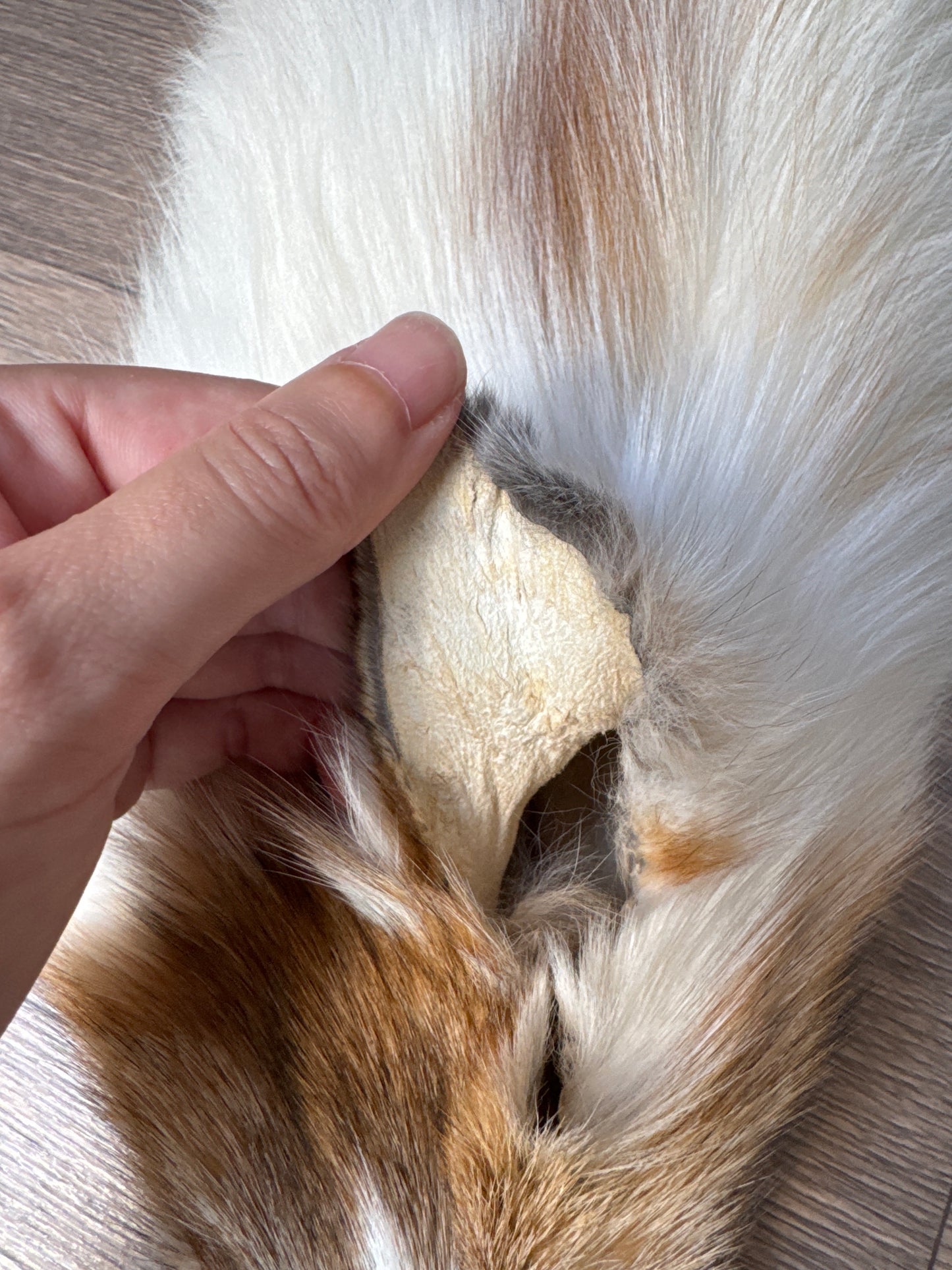 Sun Glow fox pelt (25)