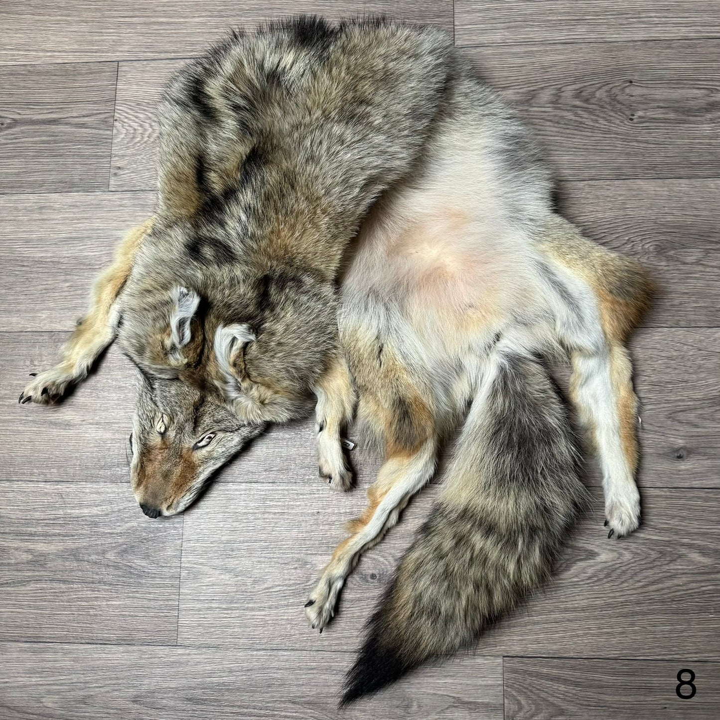 Female coyote mountable pelt (8)