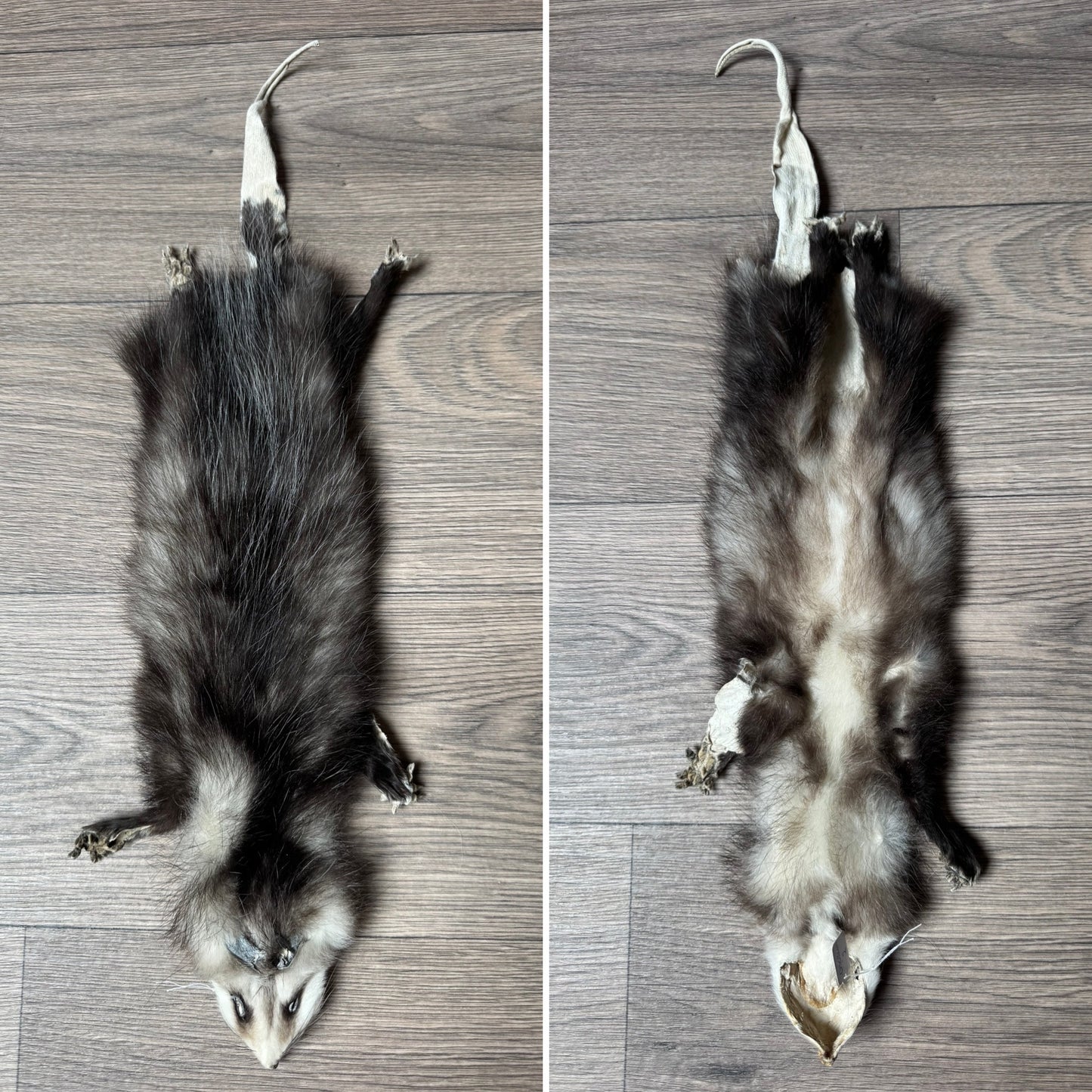 Male opossum mountable pelt (2)