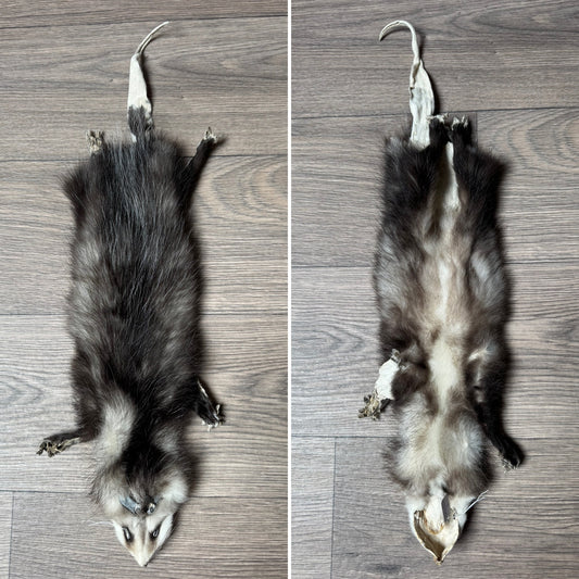 Male opossum mountable pelt (2)