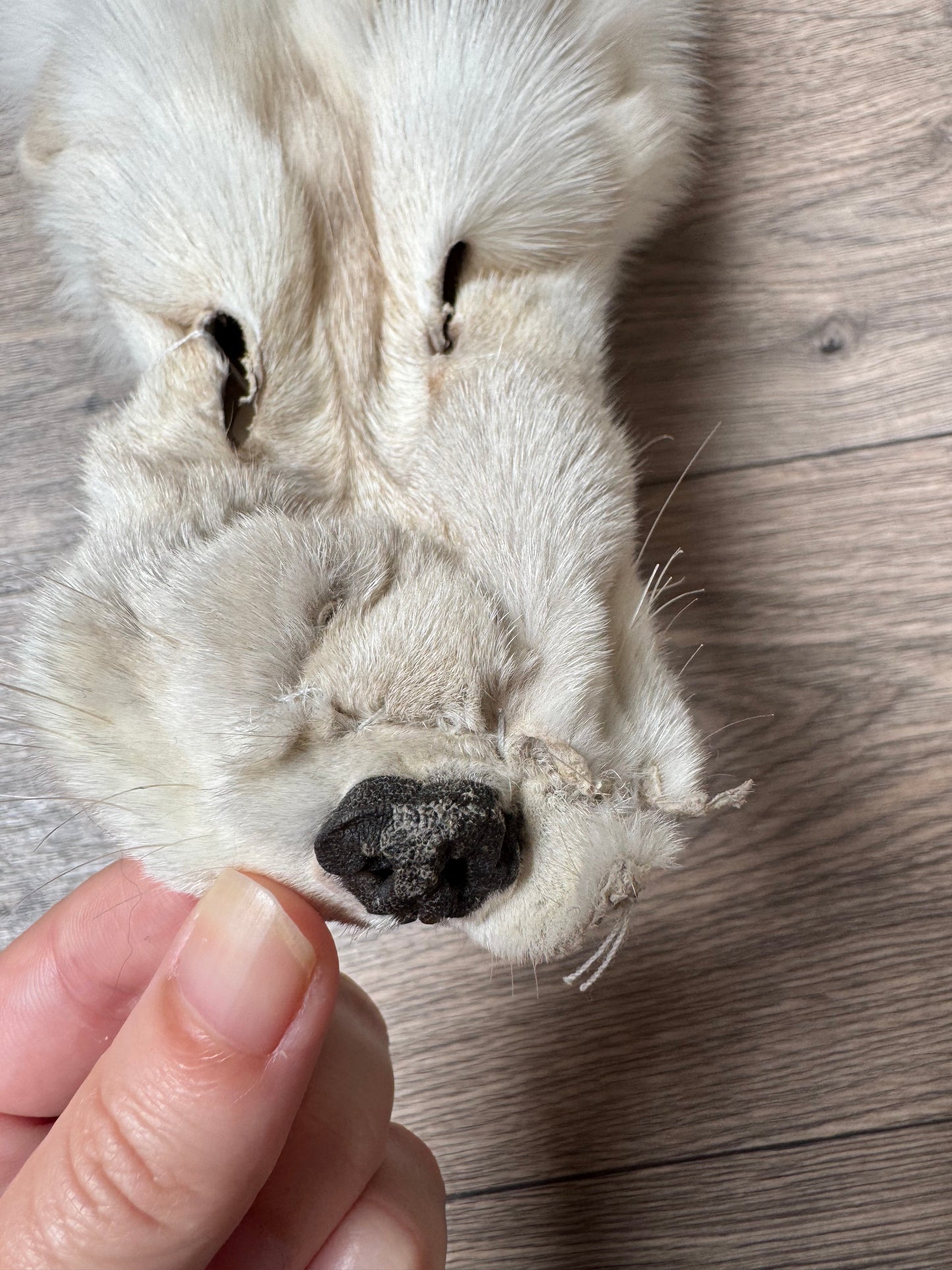 Fawn Light fox pelt (7)