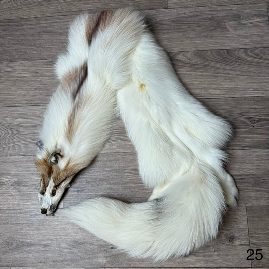 Sun Glow fox pelt (25)
