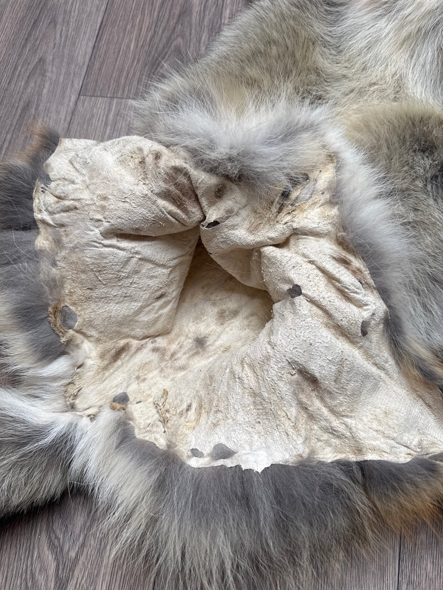 Female coyote mountable pelt (8)