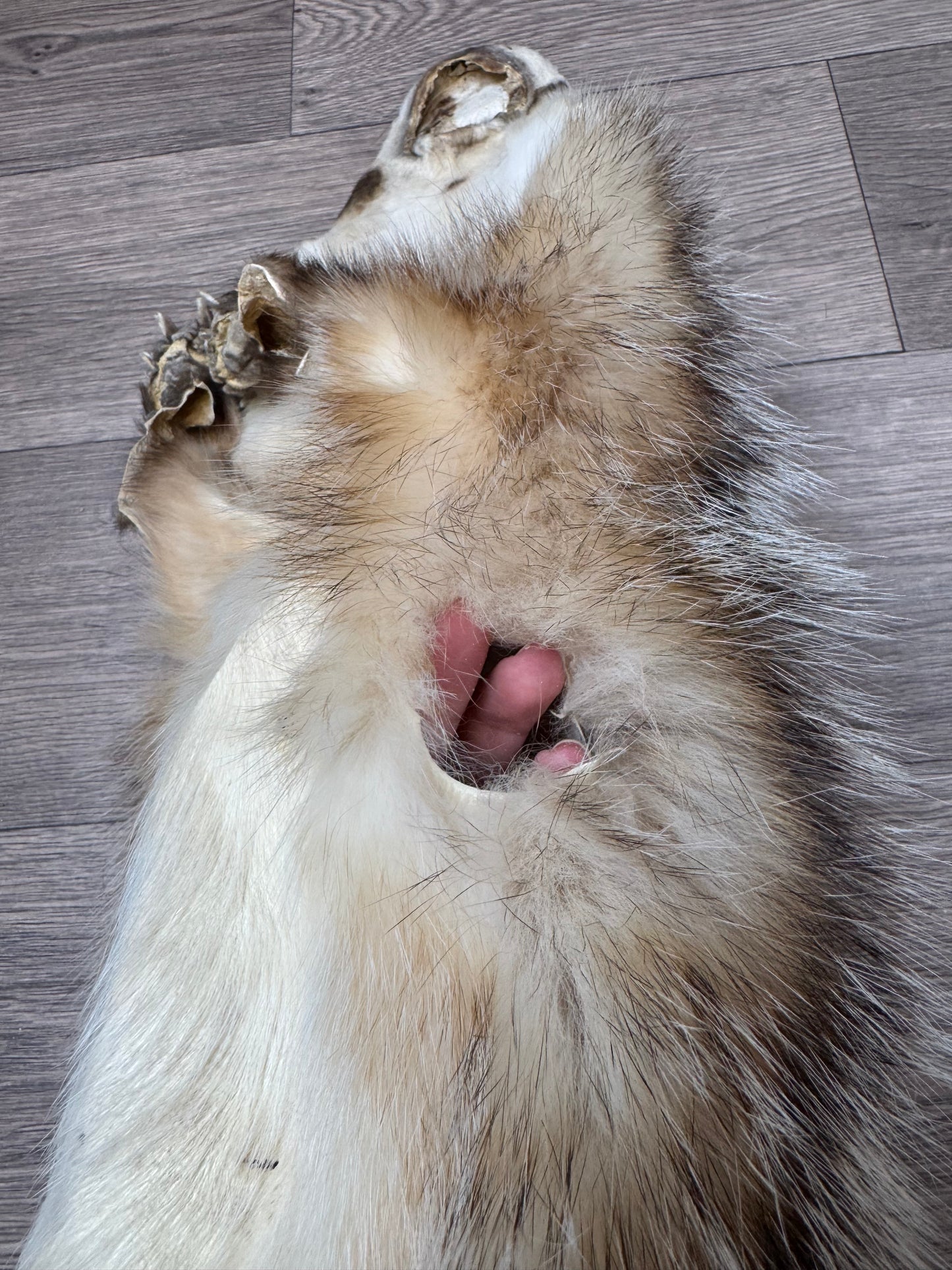 Female American badger mountable pelt