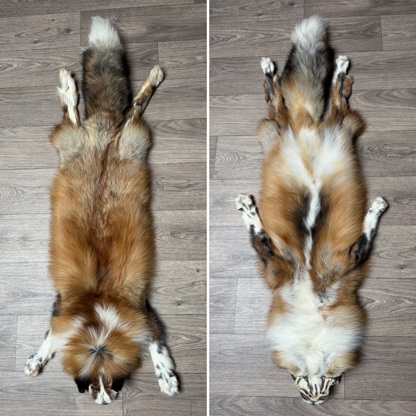 Male Gold Ringneck fox mountable pelt (tag 40)