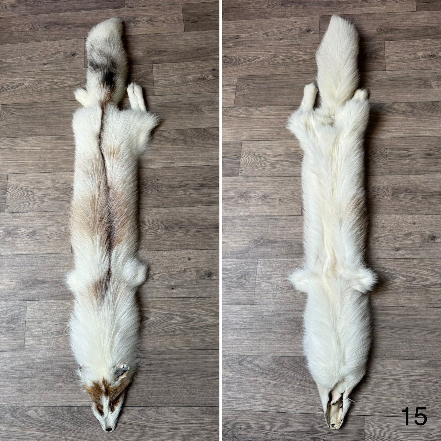 Sun Glow fox pelt (15)