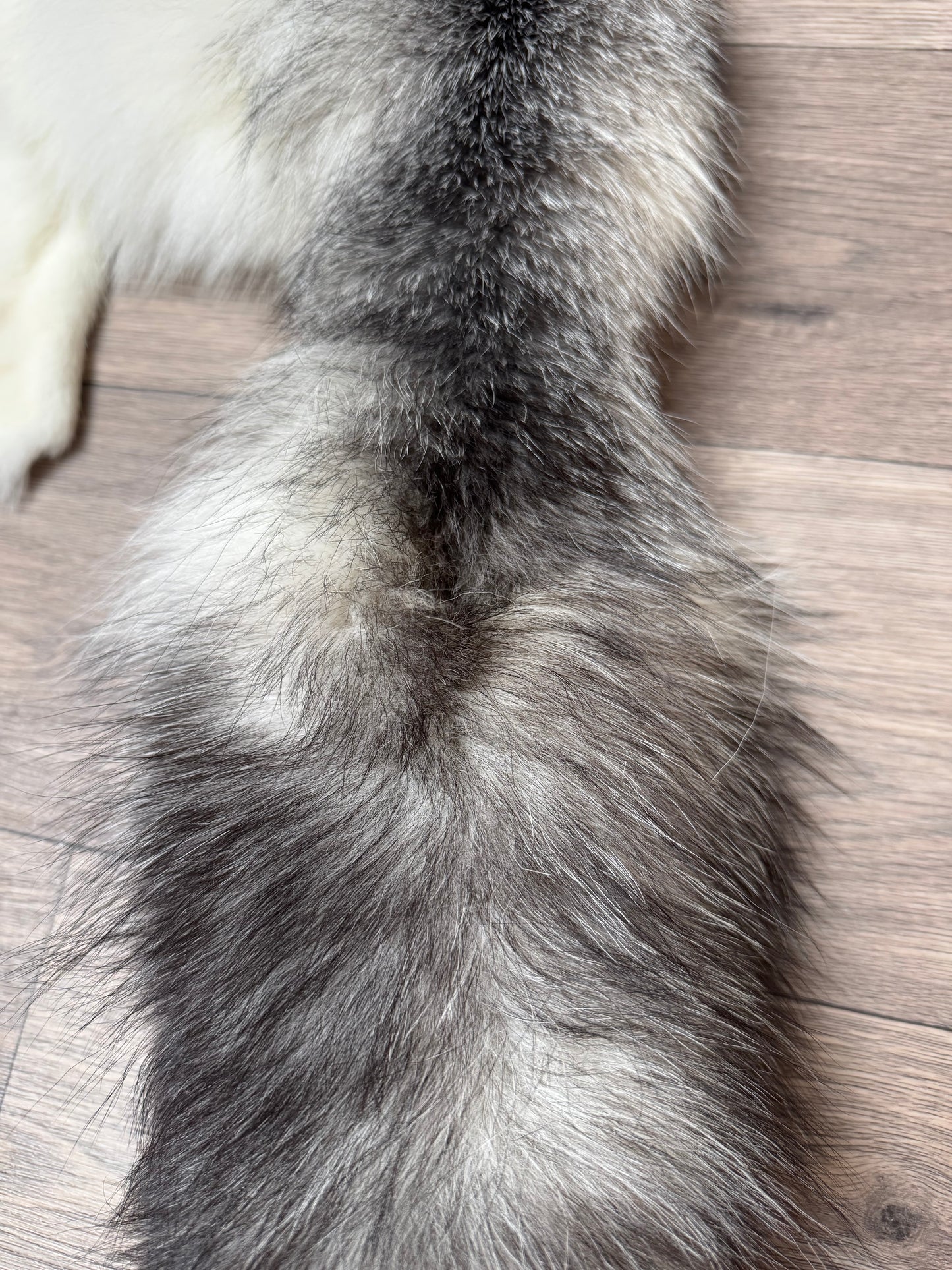 Marble Frost fox pelt (7) (extremely large pelt)