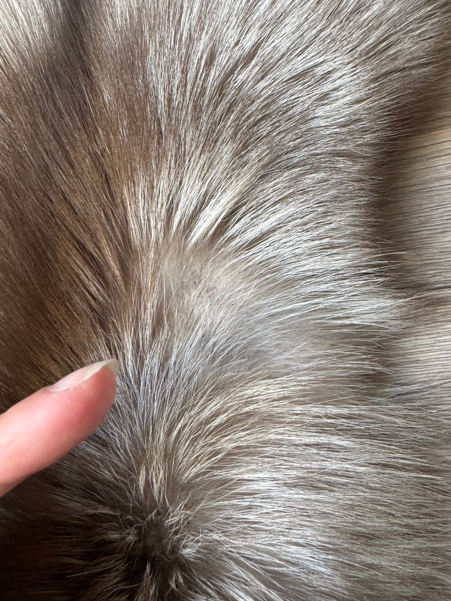Polish Pastel fox pelt (16)