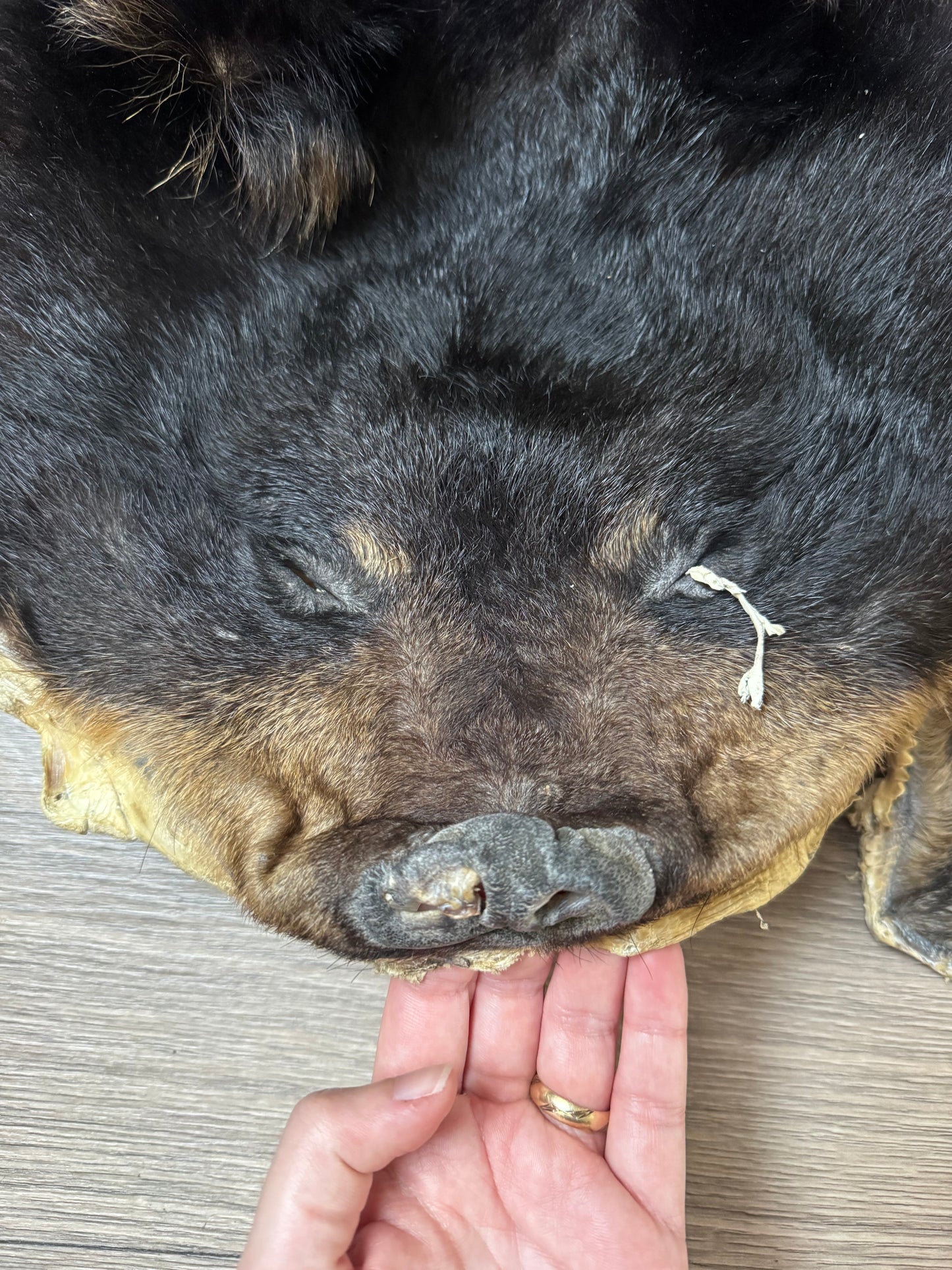 Black bear hide (3)