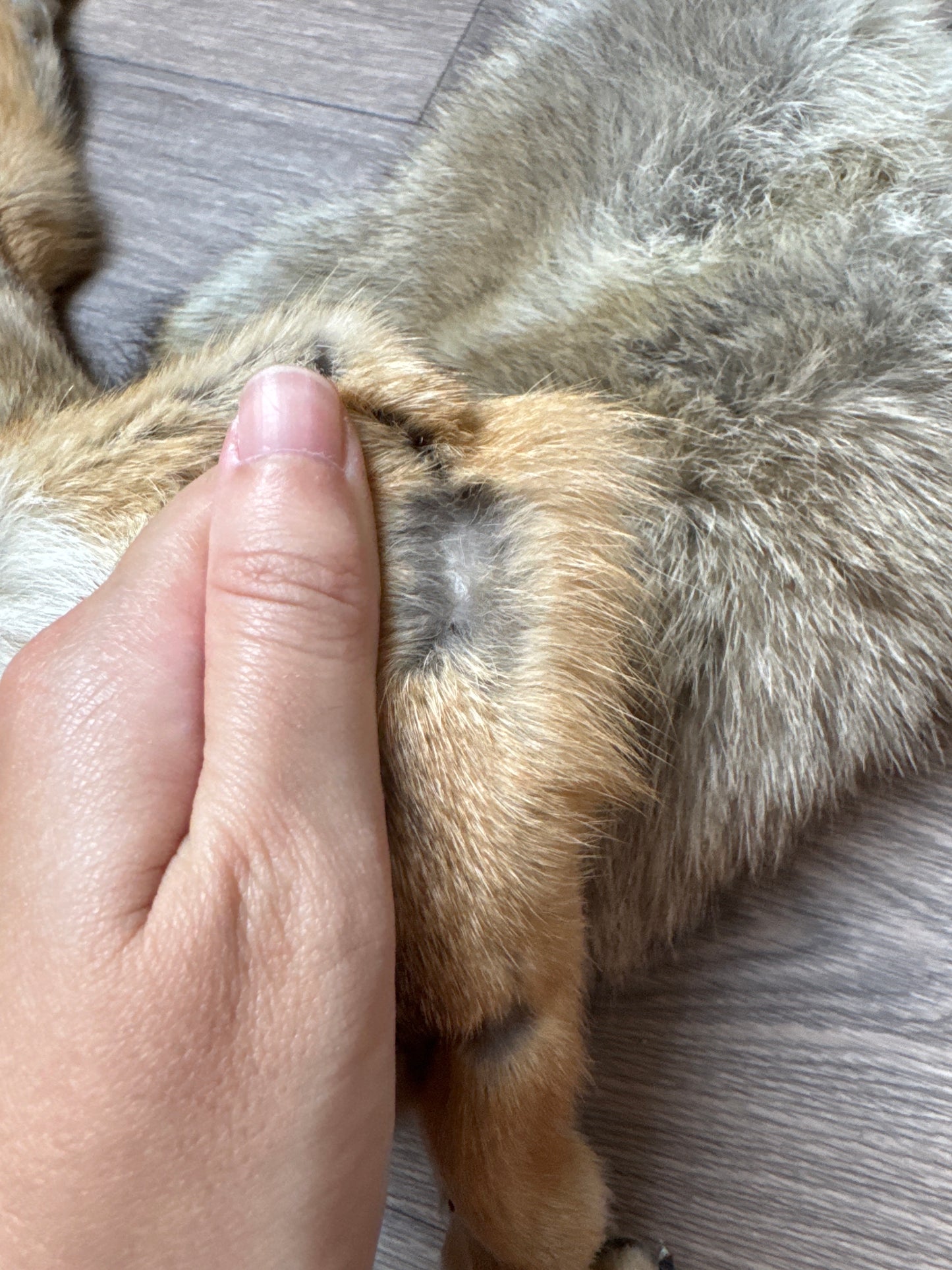 Male coyote mountable pelt (4)