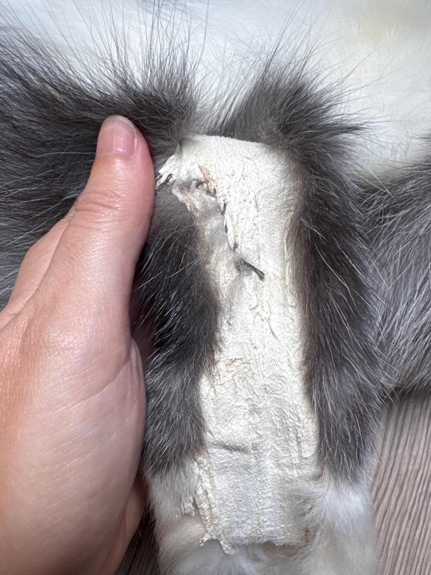 Male Silver Ringneck mountable pelt (tag 19)