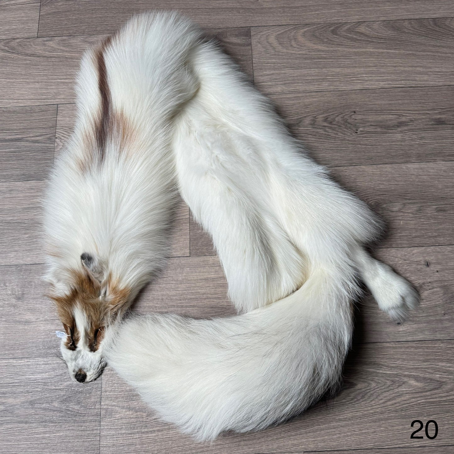 Sun Glow fox pelt (20)