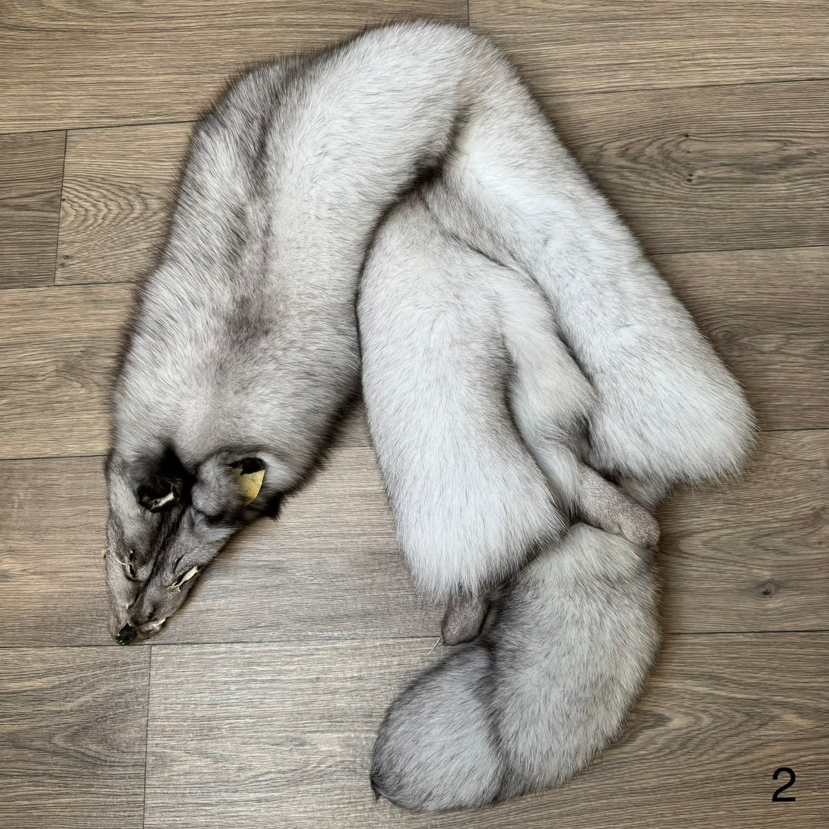 Blue fox pelt (2)
