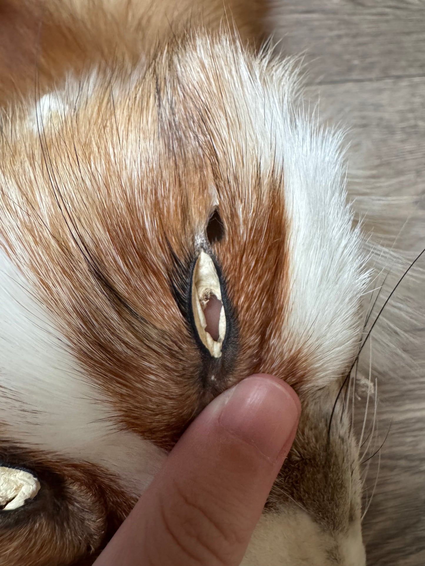 Female Gold Ringneck fox mountable pelt (tag 11)