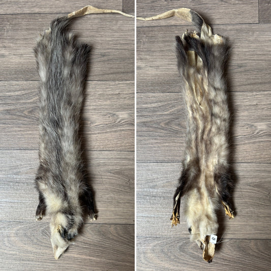 Female opossum mountable pelt (10)