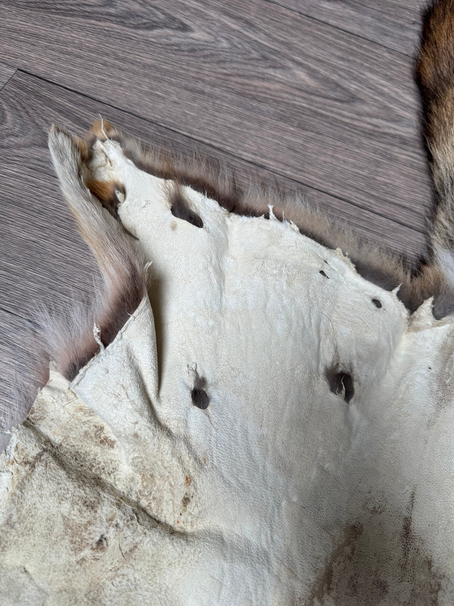 Coyote pelt (17)