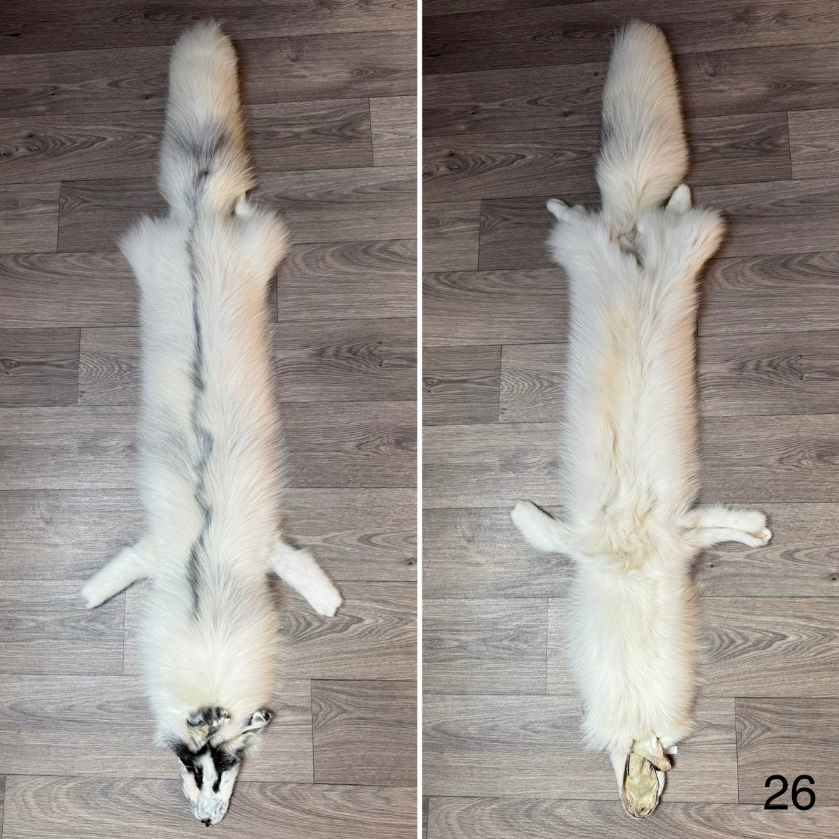 Arctic Marble fox pelt (26)