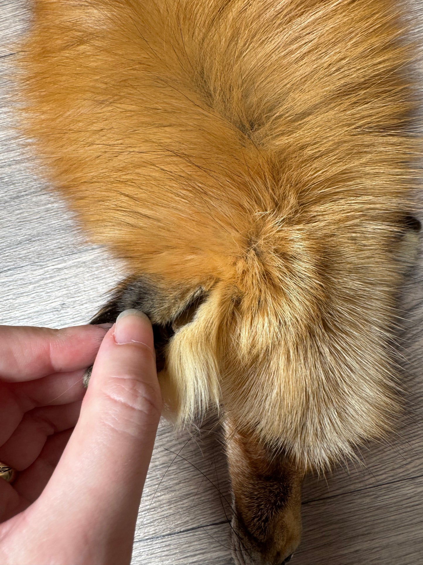 Gold fox pelt (30)