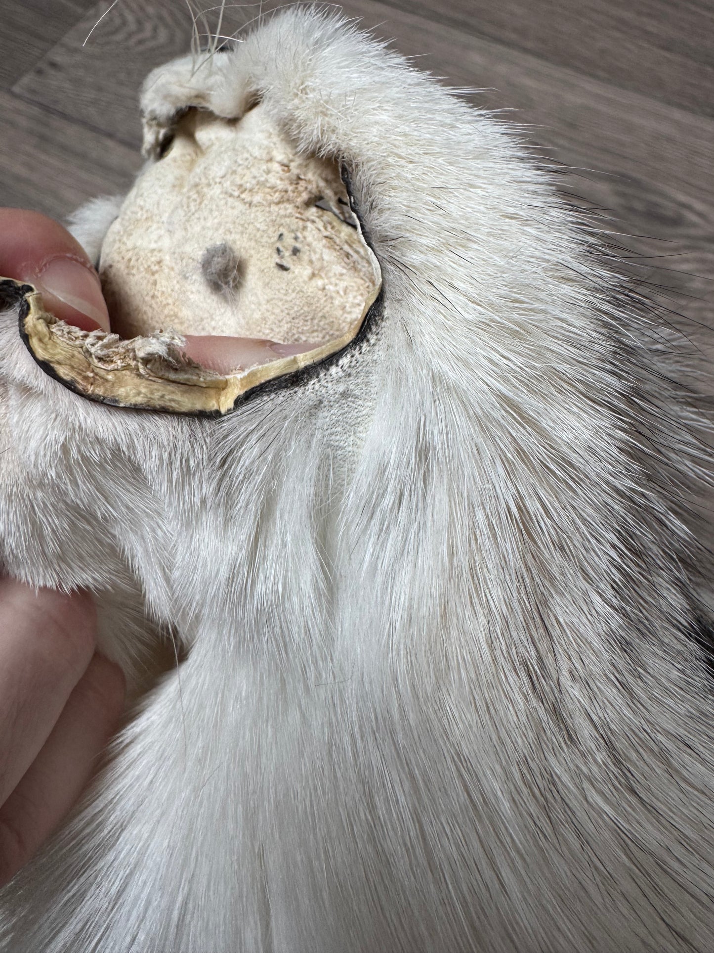 Smokey Platinum fox pelt (1)