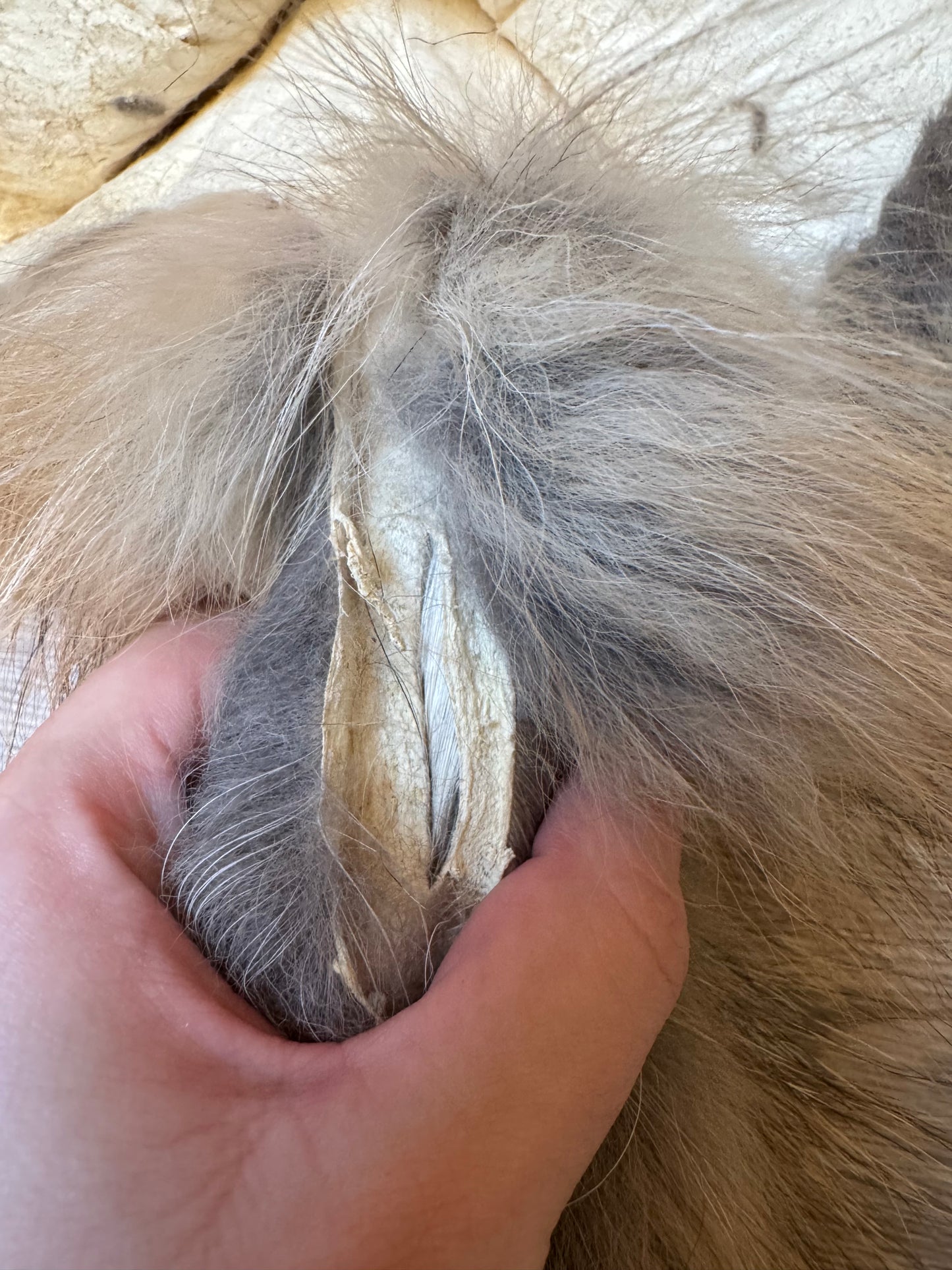 Male grey fox mountable pelt (25)