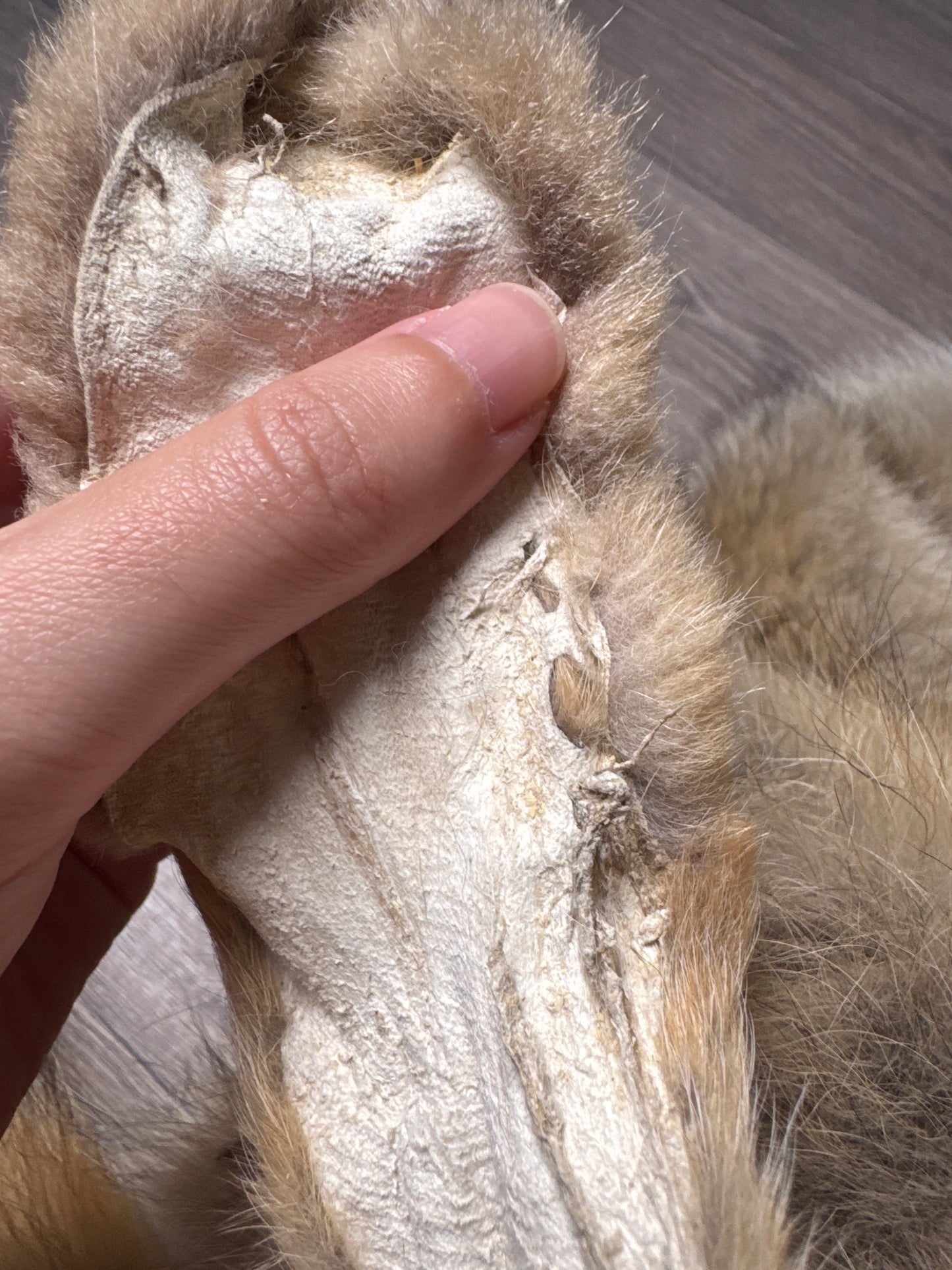 Male coyote mountable pelt (2)