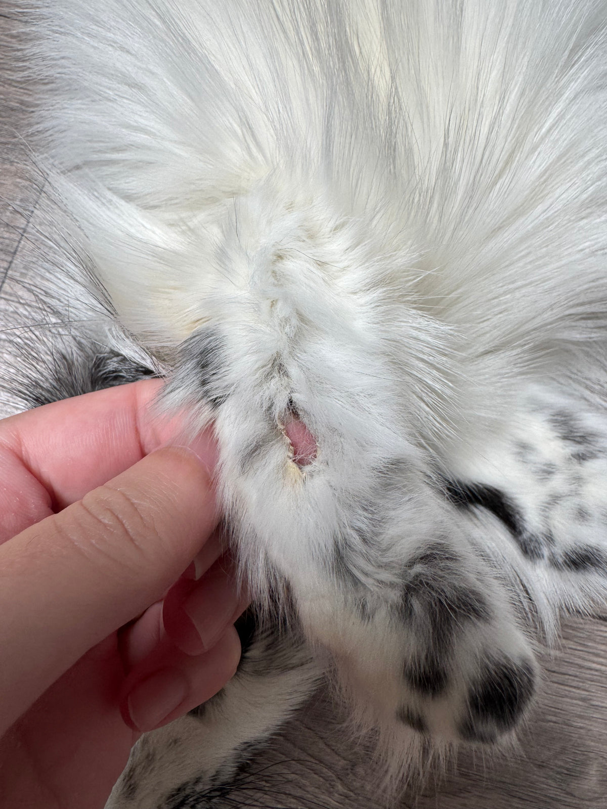 Arctic Marble fox pelt (24)