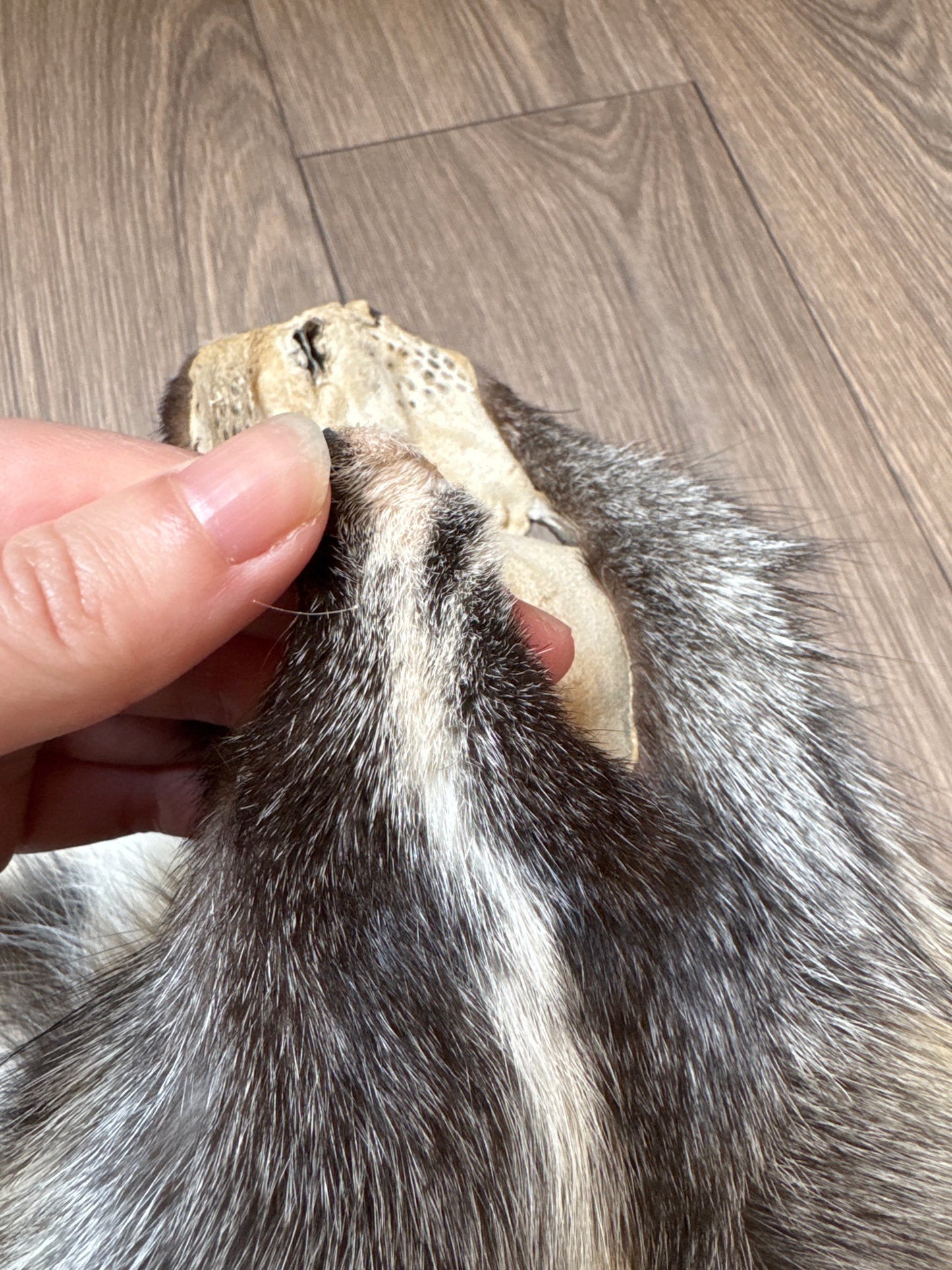 Cross Whitemark fox pelt (3)