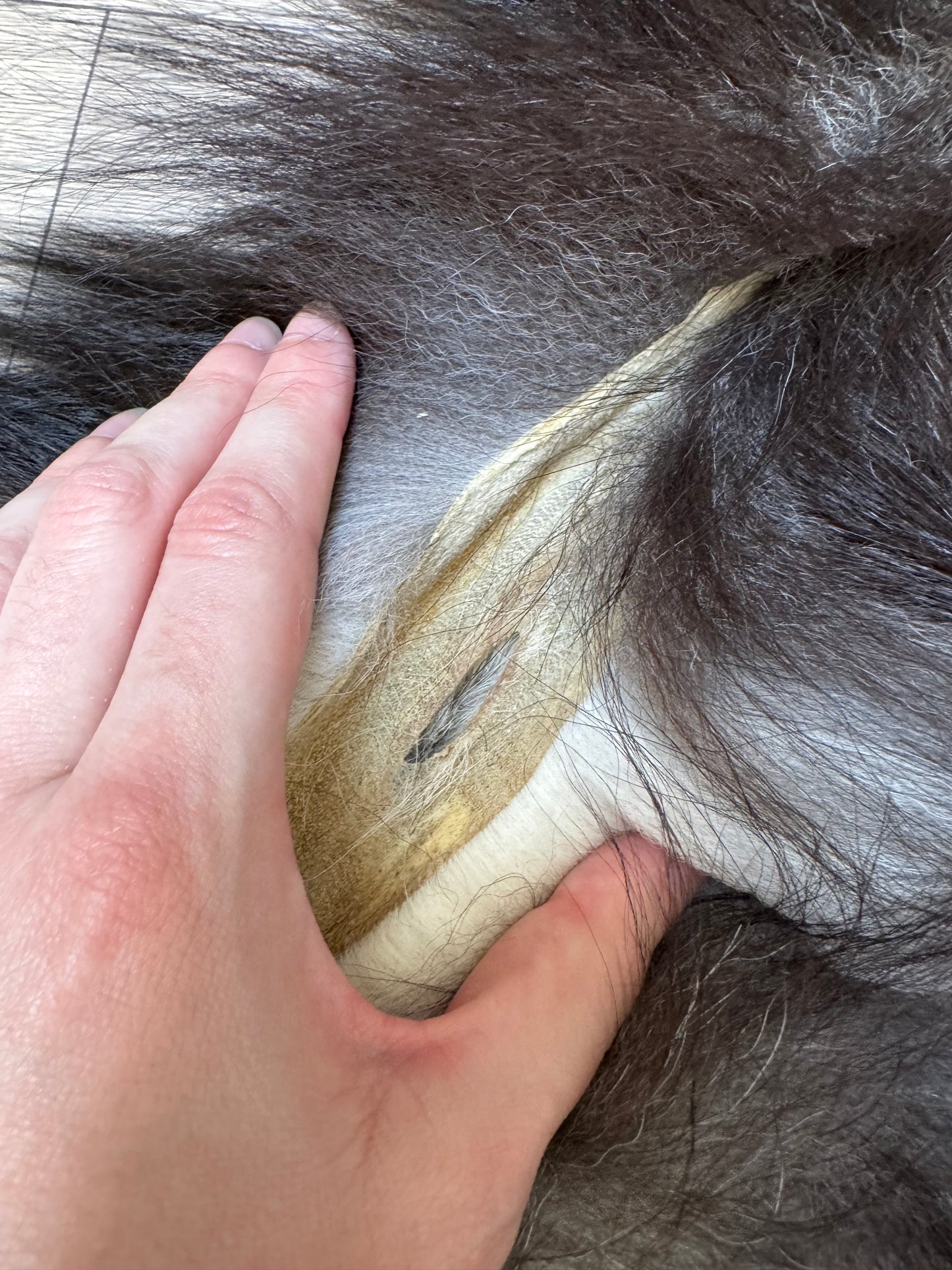 Silver fox pelt (7)