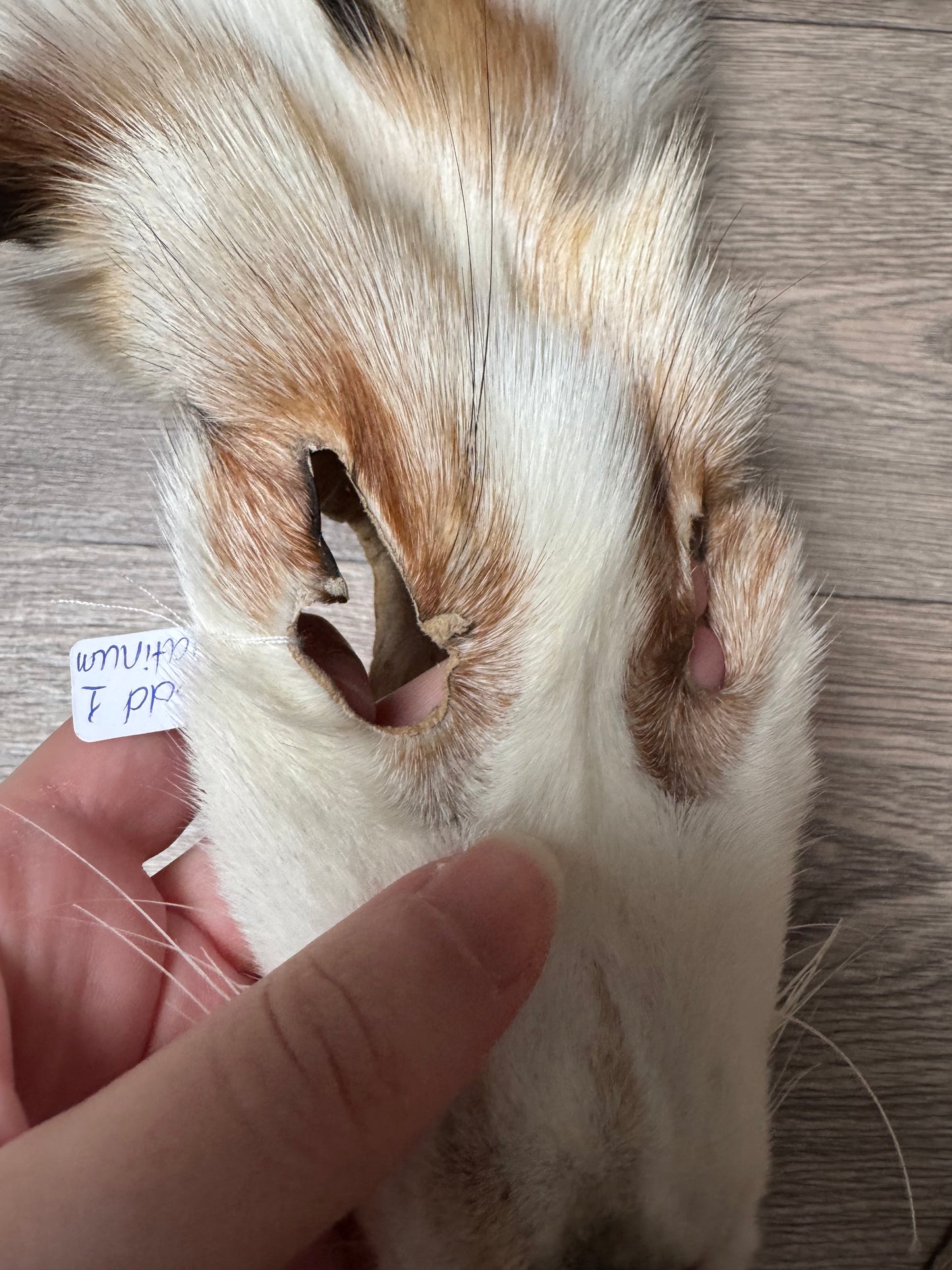 Gold Platinum fox pelt (1)